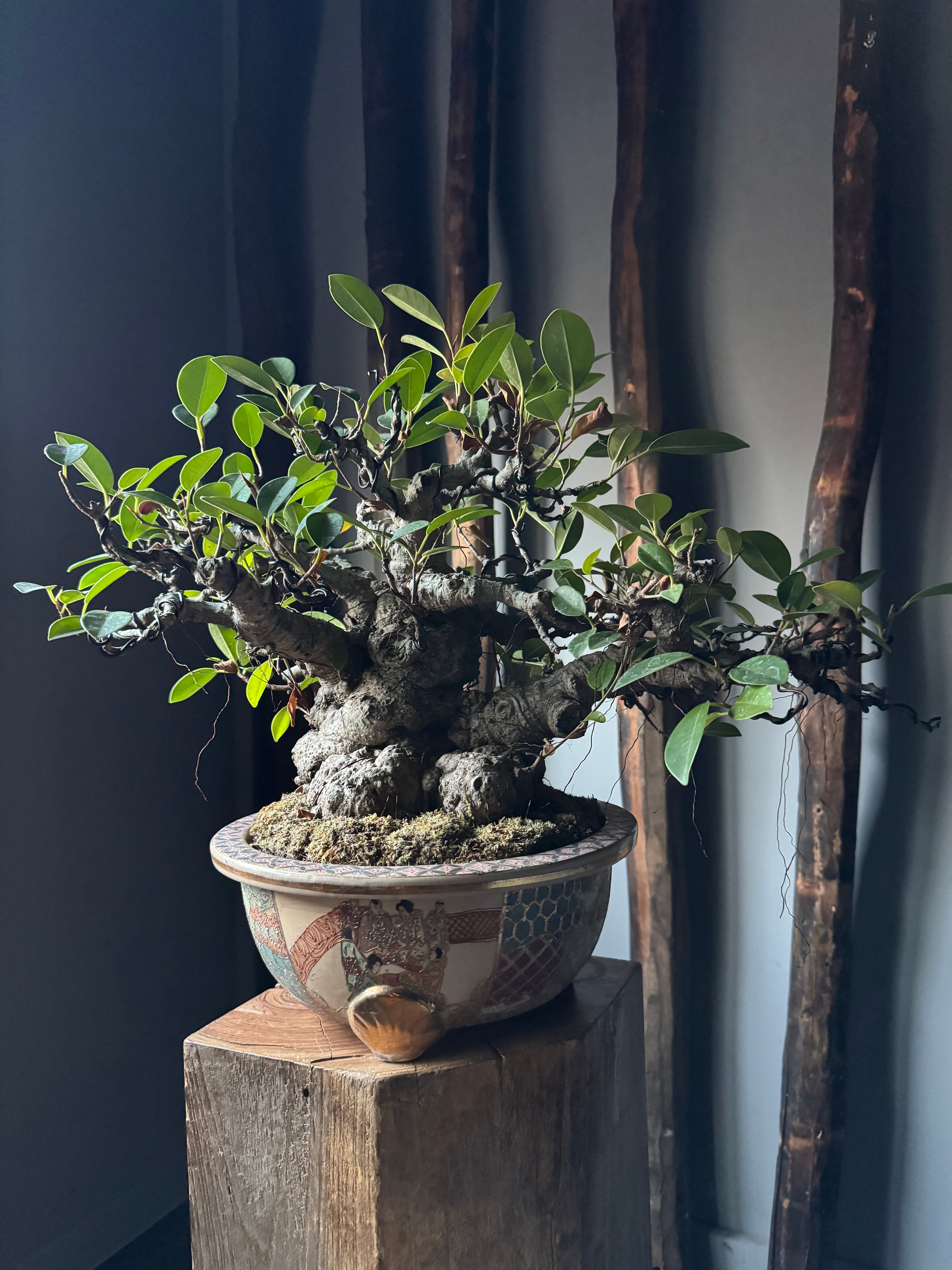 琉球盆栽】Ficus microcarpa【極上のイボガジュマル】 | 青坊主-aobouzu-
