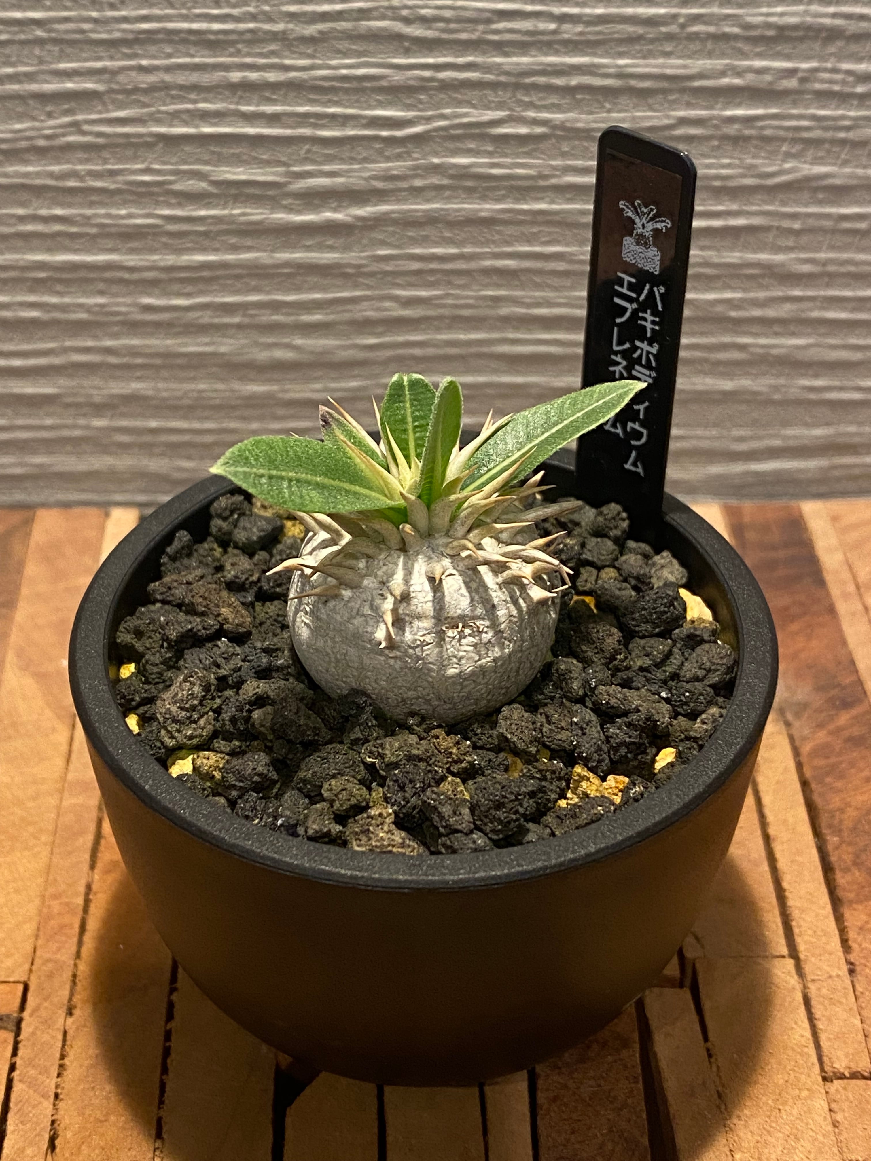 激レア】 細川政己 鉢 浅鉢 グラキリス 激レア】 細川政己 鉢 浅鉢