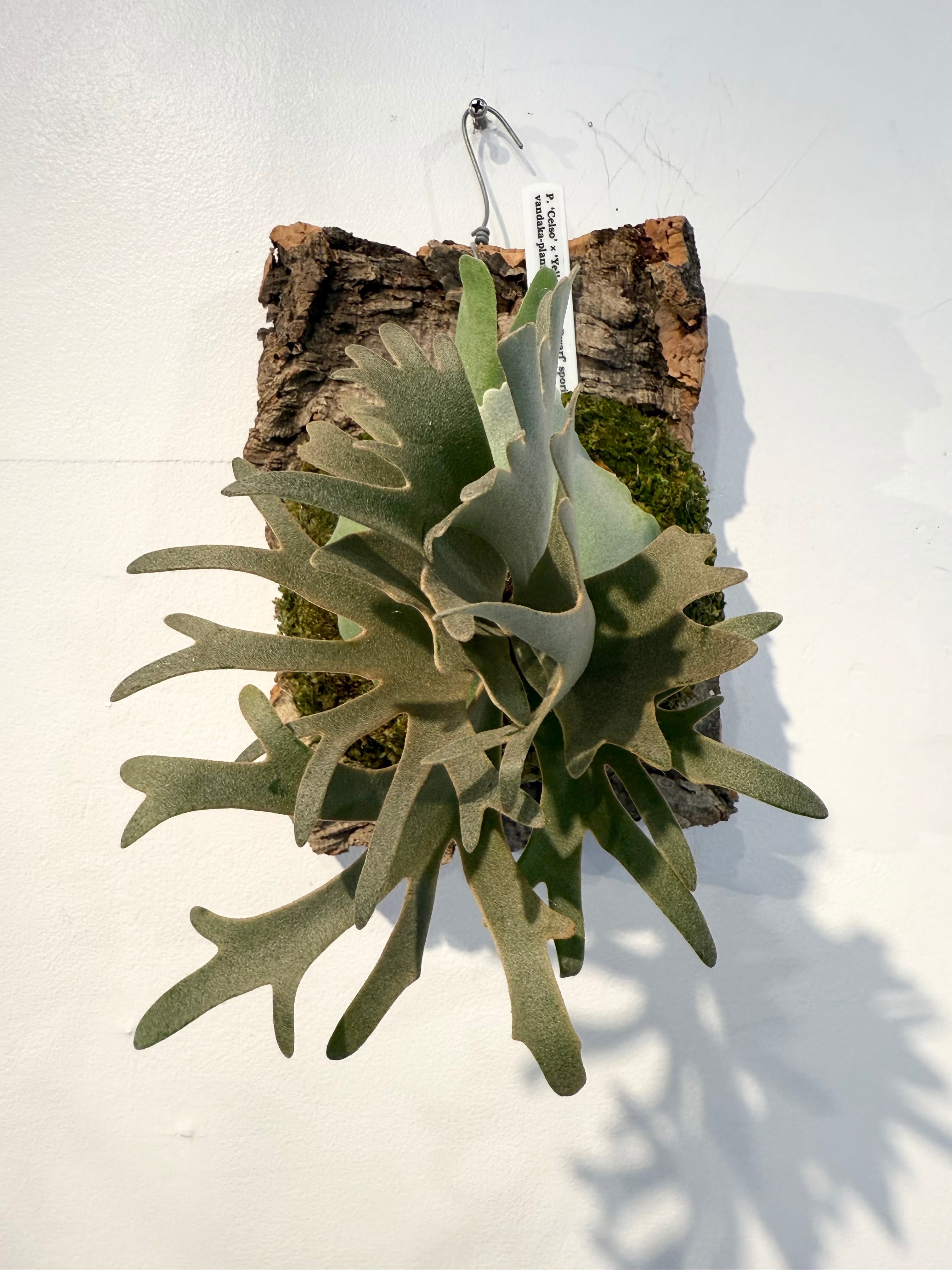 P. 'Celso' × 'Yellow Moon Dwarf' sporing ビカクシダ セルソ