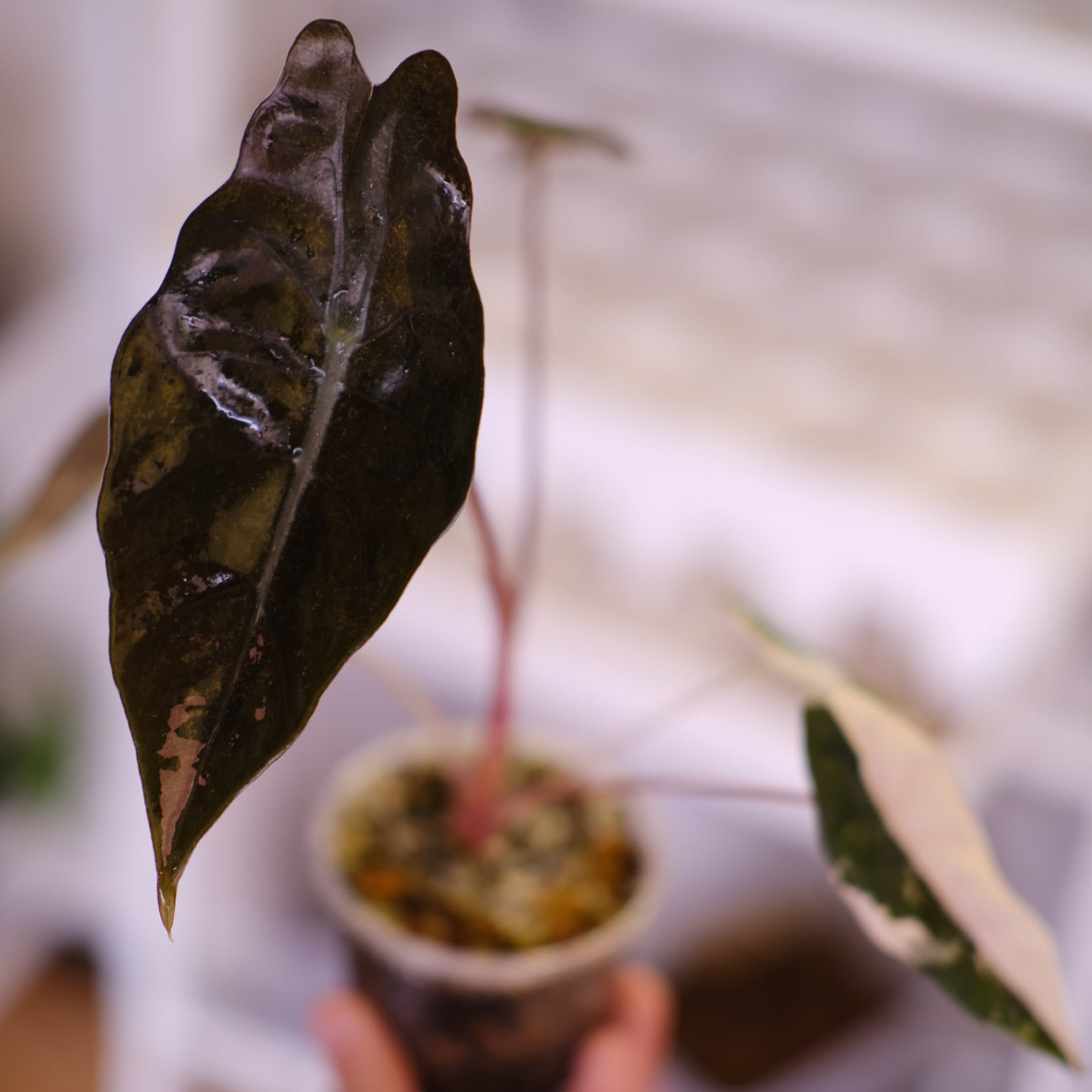 Alocasia chantrieri pink│アロカシア シャントリエリ ピンク⑤│観葉