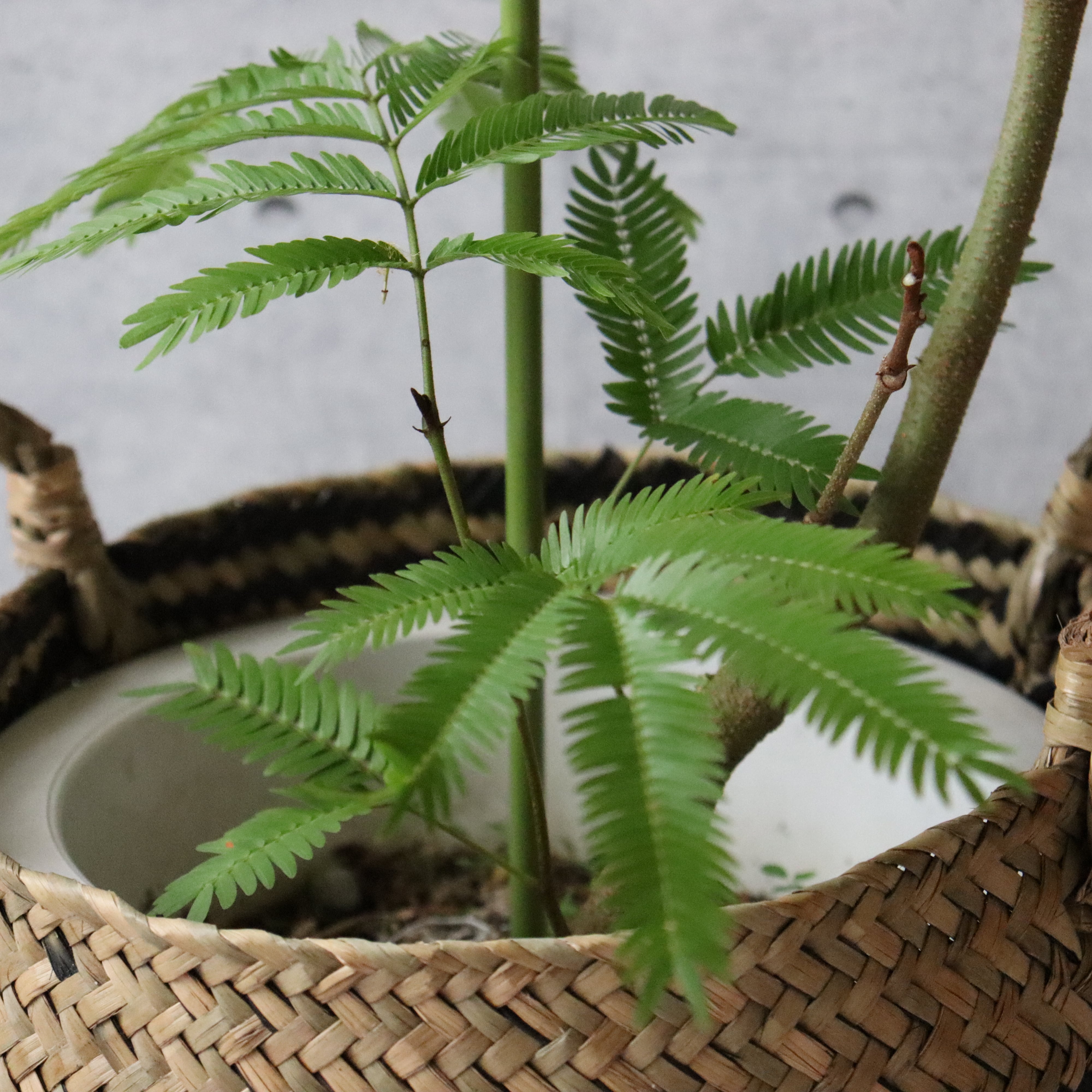 スタイル◎140cm】エバーフレッシュ 曲がり 7号 観葉植物 室内 大型