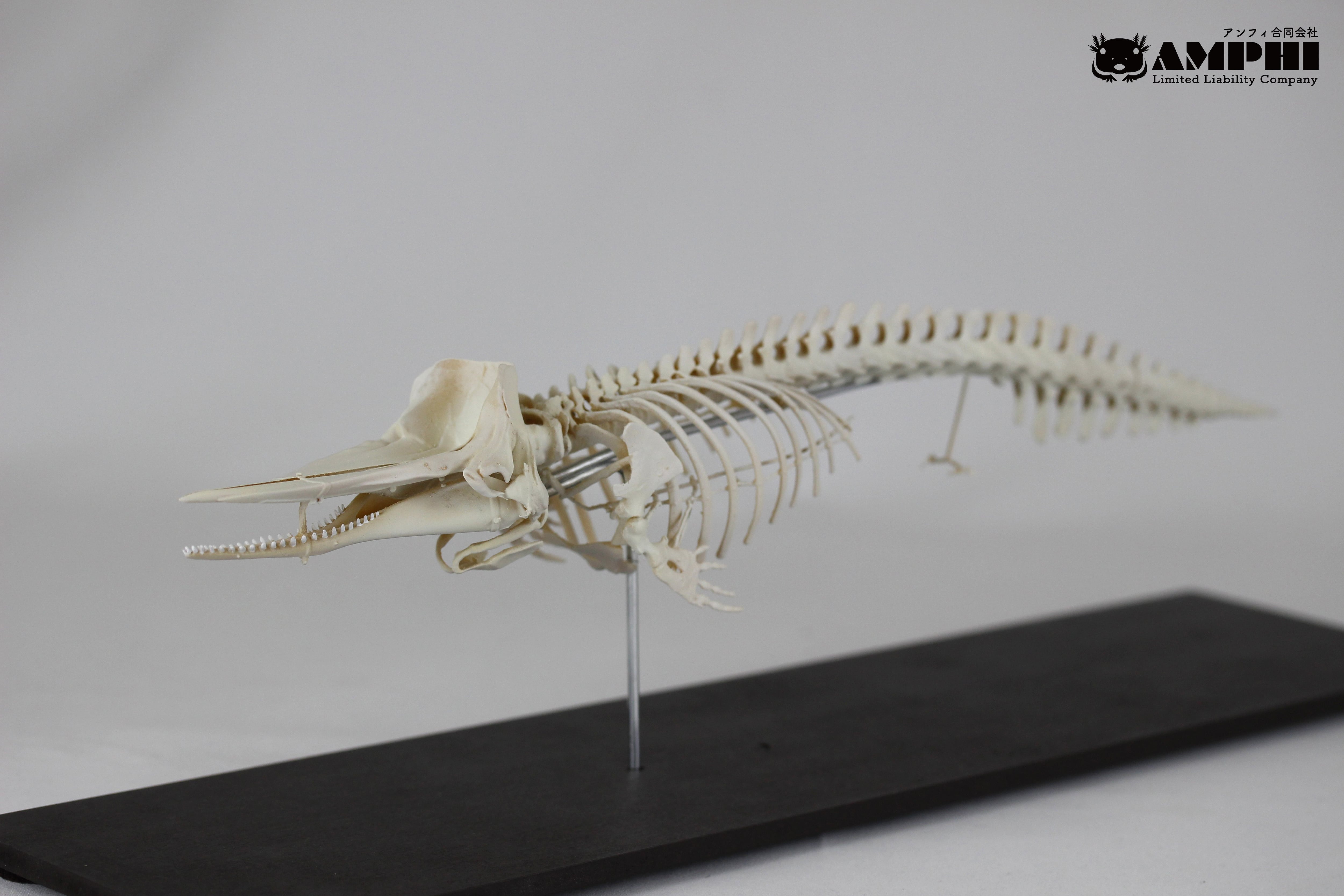 マッコウクジラ 縮小全身骨格レプリカ Sperm whale, miniature whole