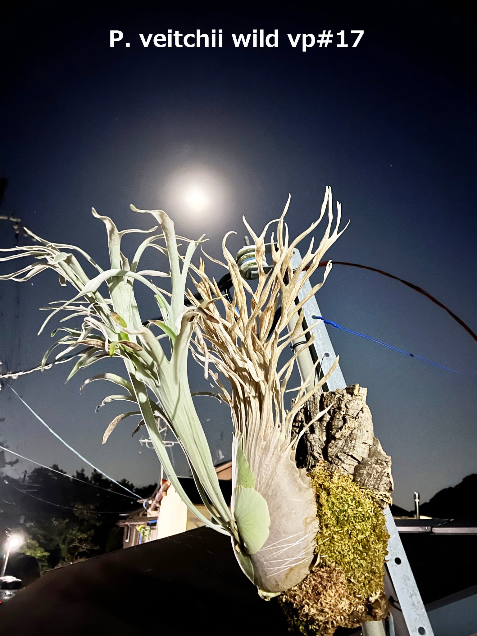 P. 'Celso' × 'Yellow Moon Dwarf' sporing ビカクシダ セルソ