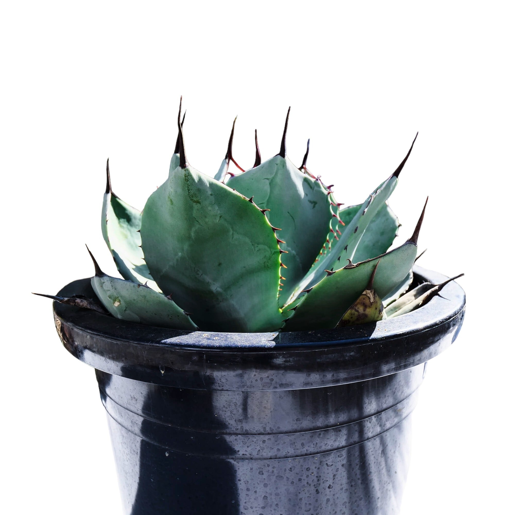 AGAVE Parryi truncata アガベ パリー トランカータ 大サイズ(10号鉢