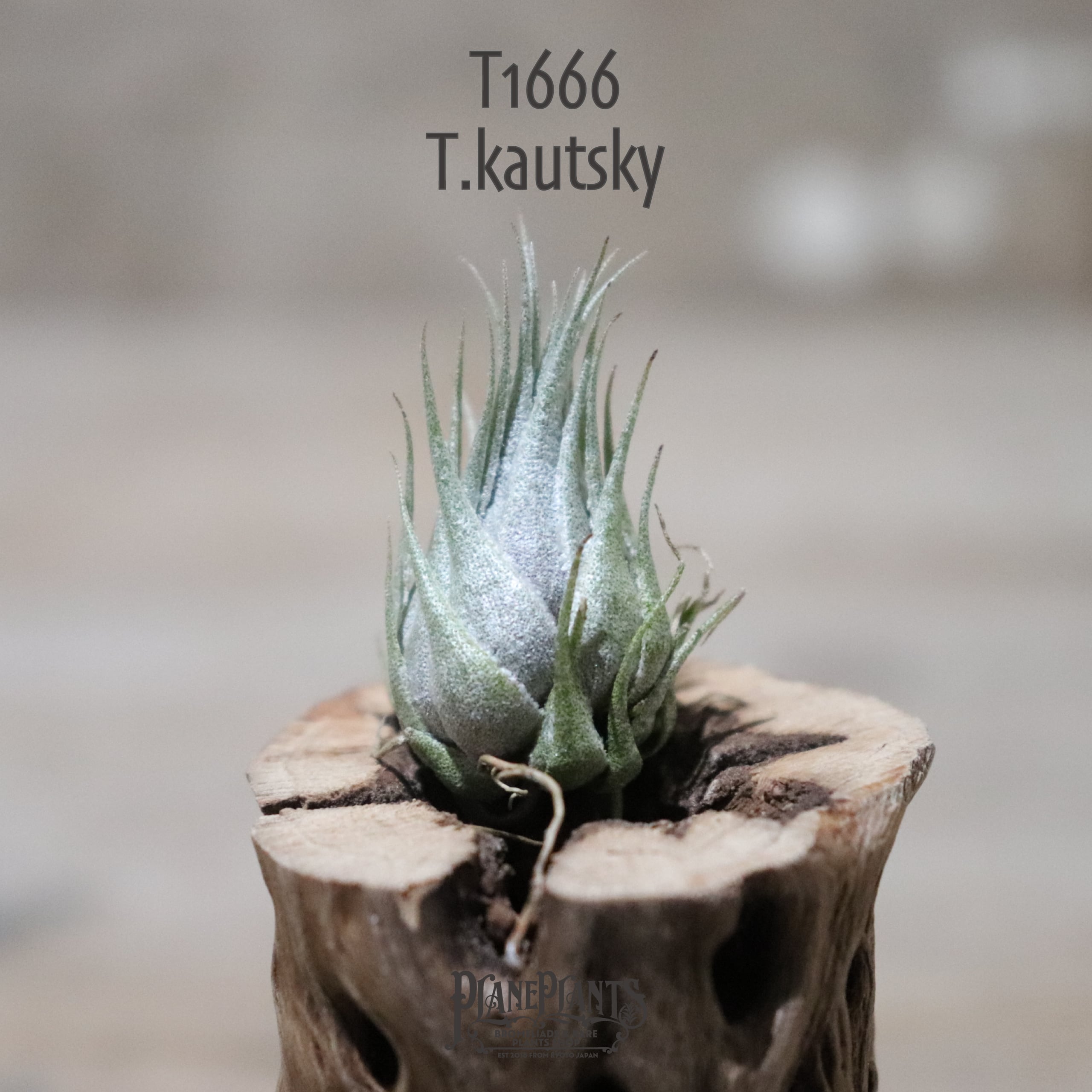 送料無料】kautskyi〔エアプランツ〕現品発送T1666 | plane plants