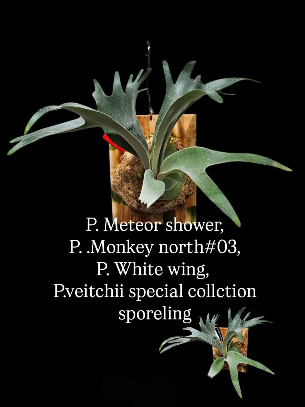 30,001～50,000 | artPLANTs （アートプランツ）