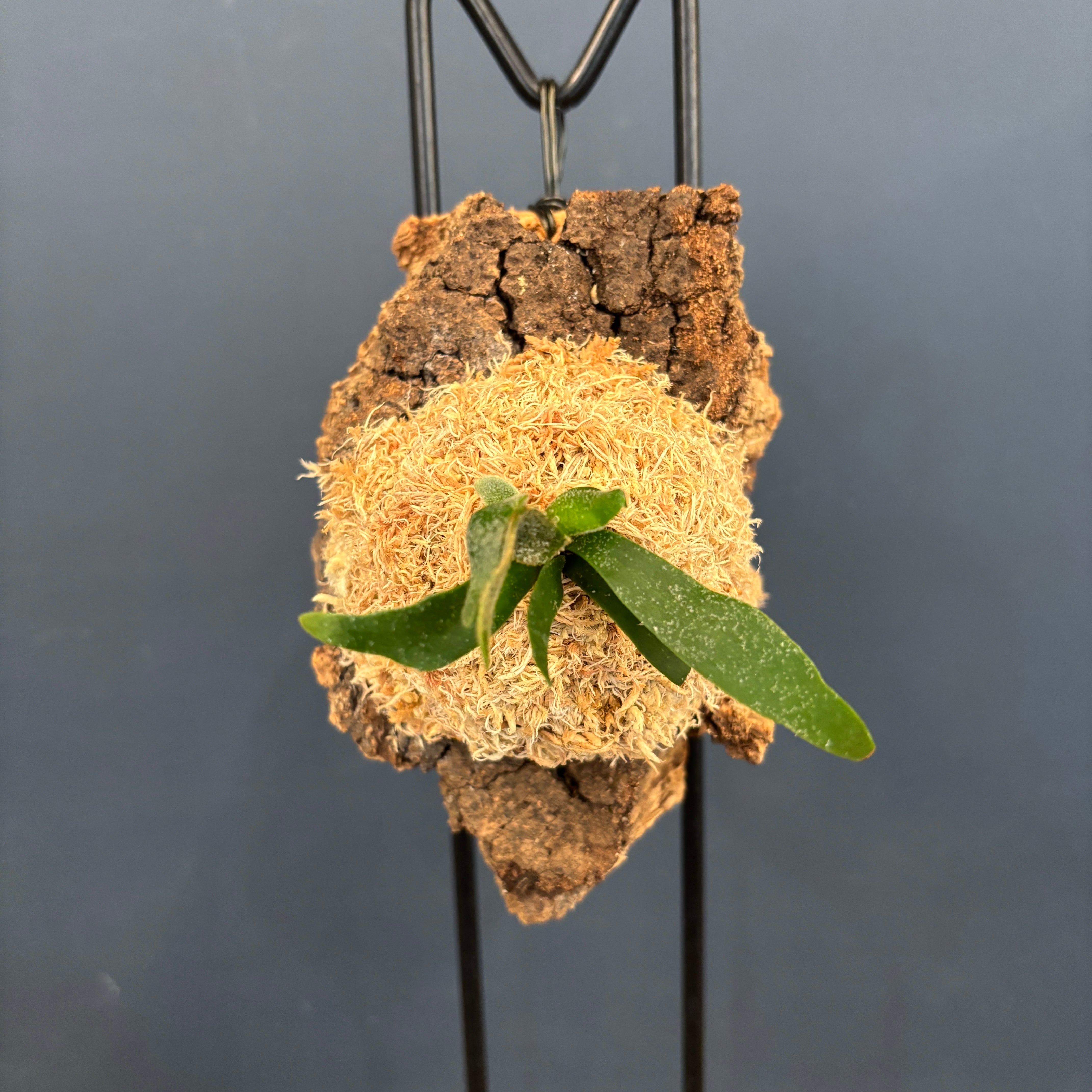 ビカクシダ バクテリア P. willinckii 'Bacteria' spore コルク仕立て