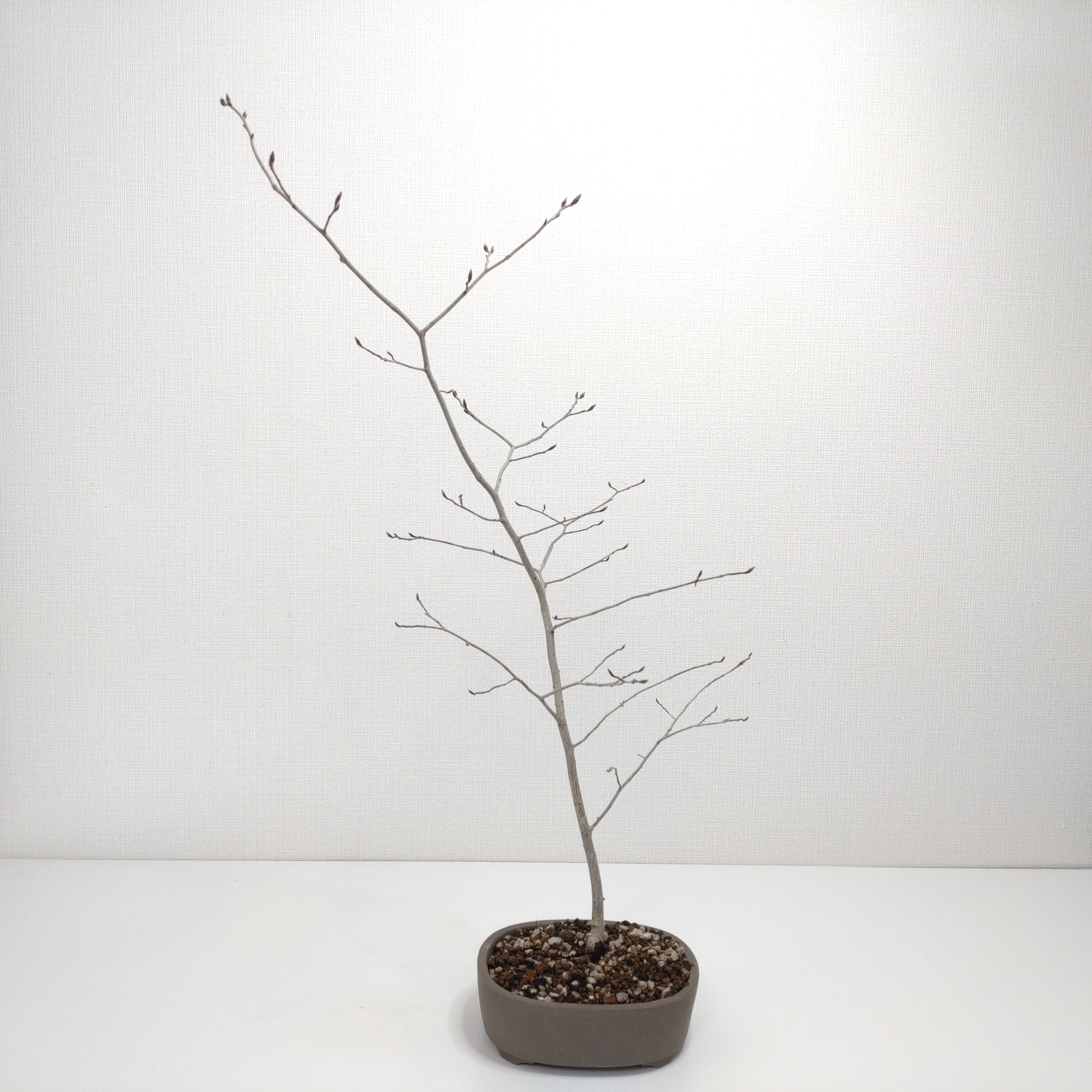 ヤマコウバシ盆栽 S019 | 盆栽創【Bonsaisou】