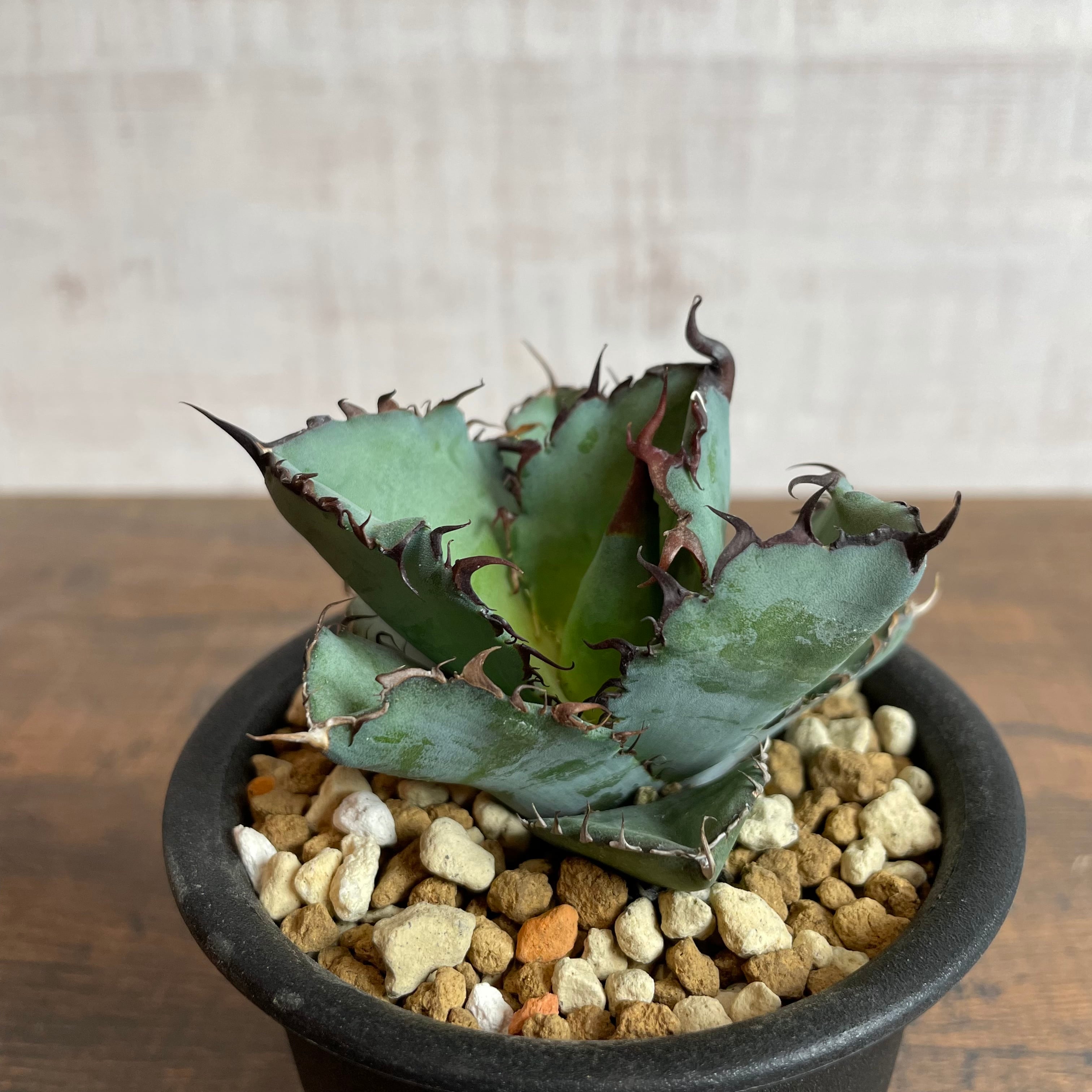 THE SPIKY PLANTS / アガベ専門店 スパイキープランツ