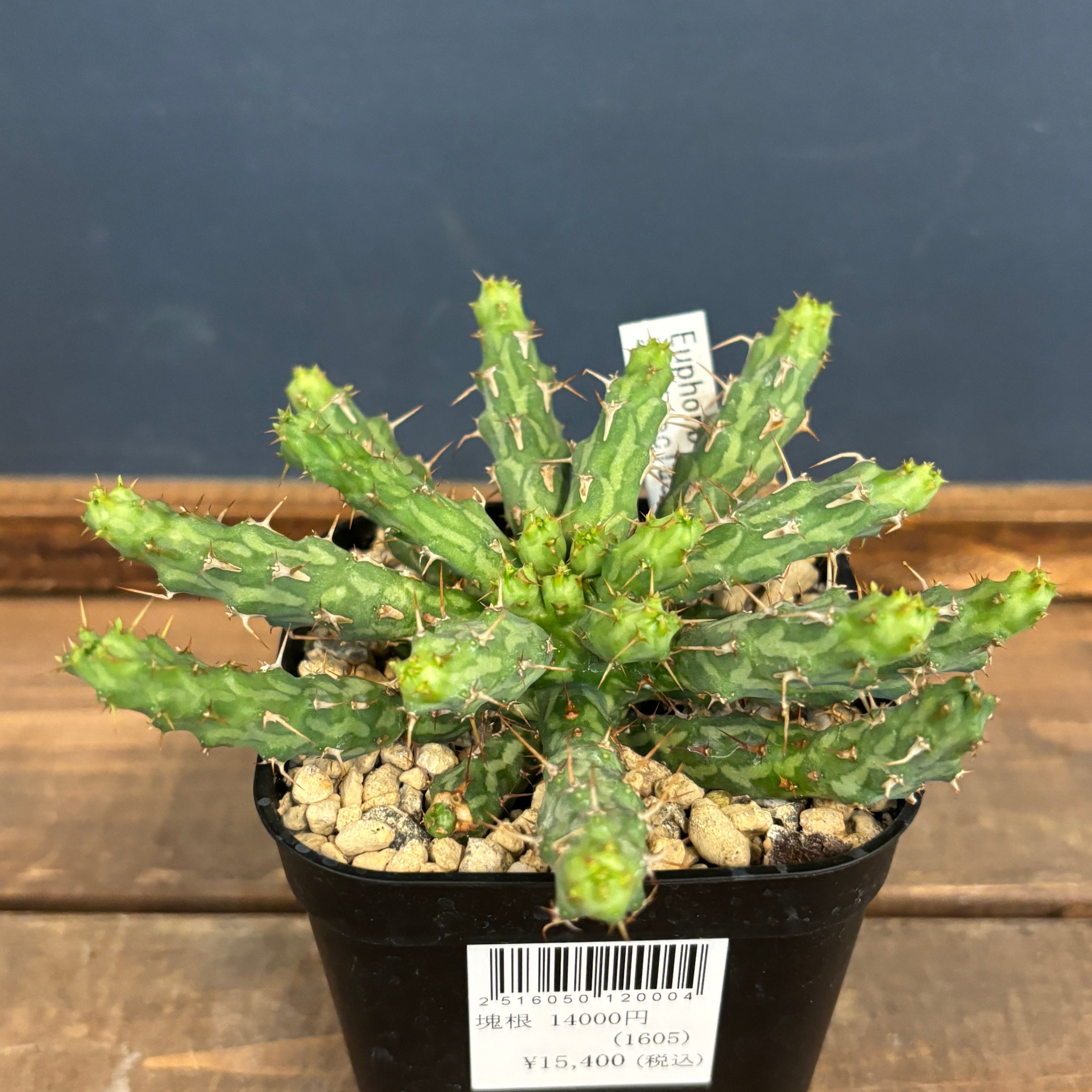 f02377927cbee541d16e3ca17b43a4