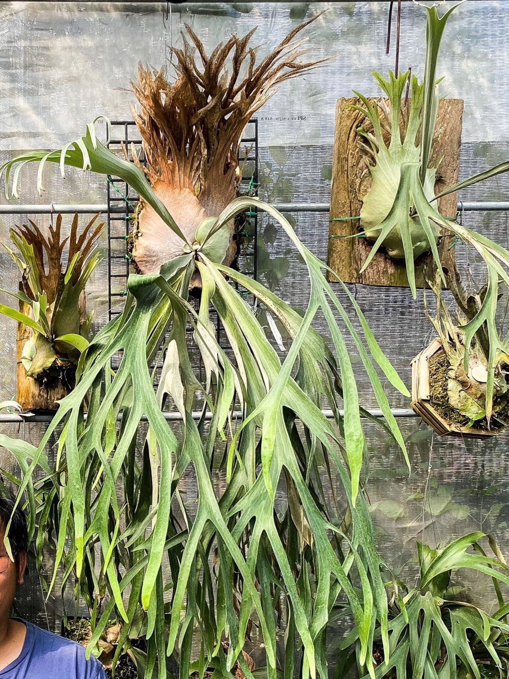 P. Willinckii Monkey North High Shield【artPLANTs/PLANTS GARAGE