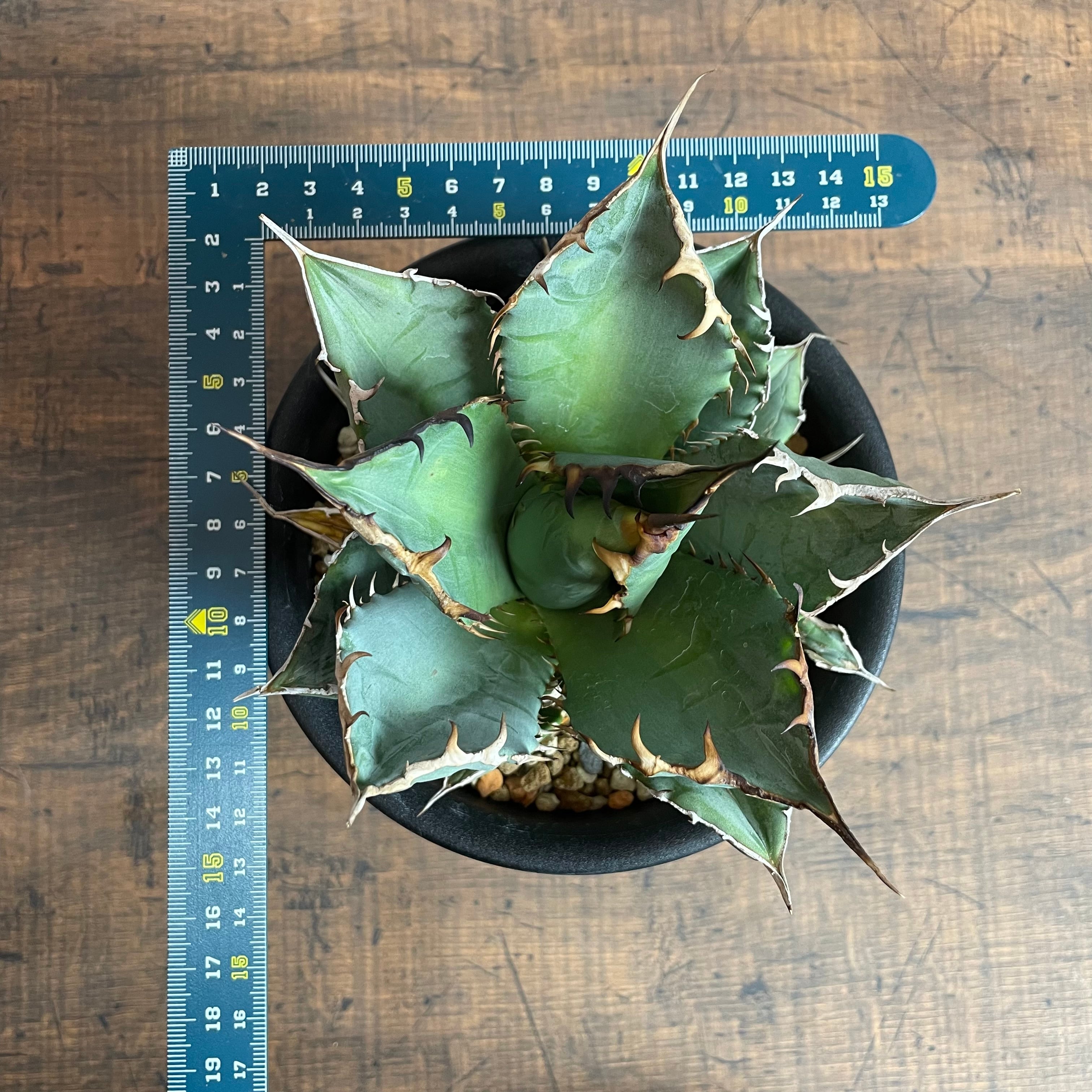 Agave titanota 強刺厳龍 特選輸入株 / アガベ チタノタ ※発根済 ①