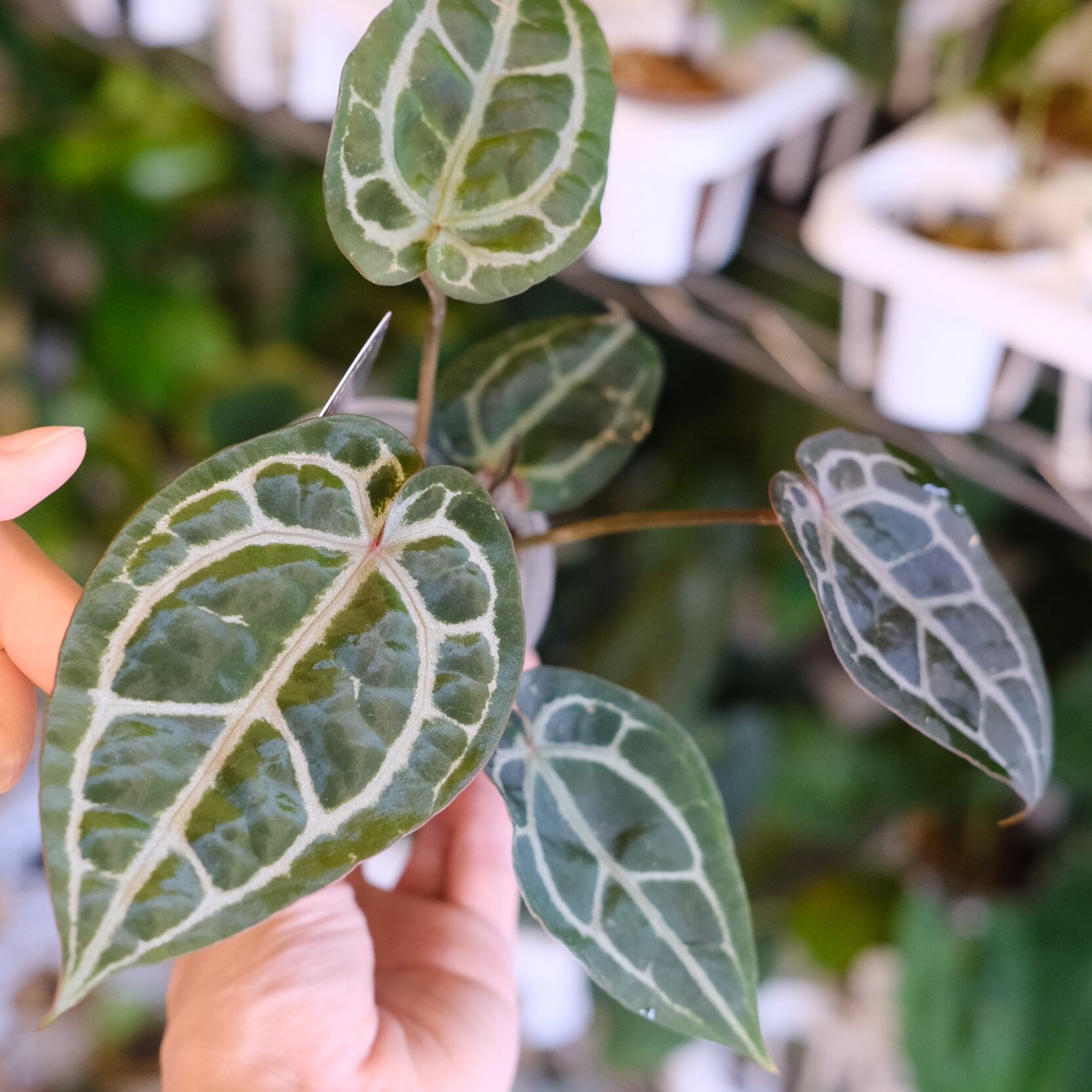 希少】Anthurium 'Michelle' by DocBlock / アンスリウム・ミシェル②