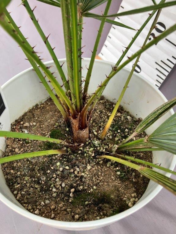 チャメロプス・フミリス・セリフェラ 7号 | 日本ライン花木センター