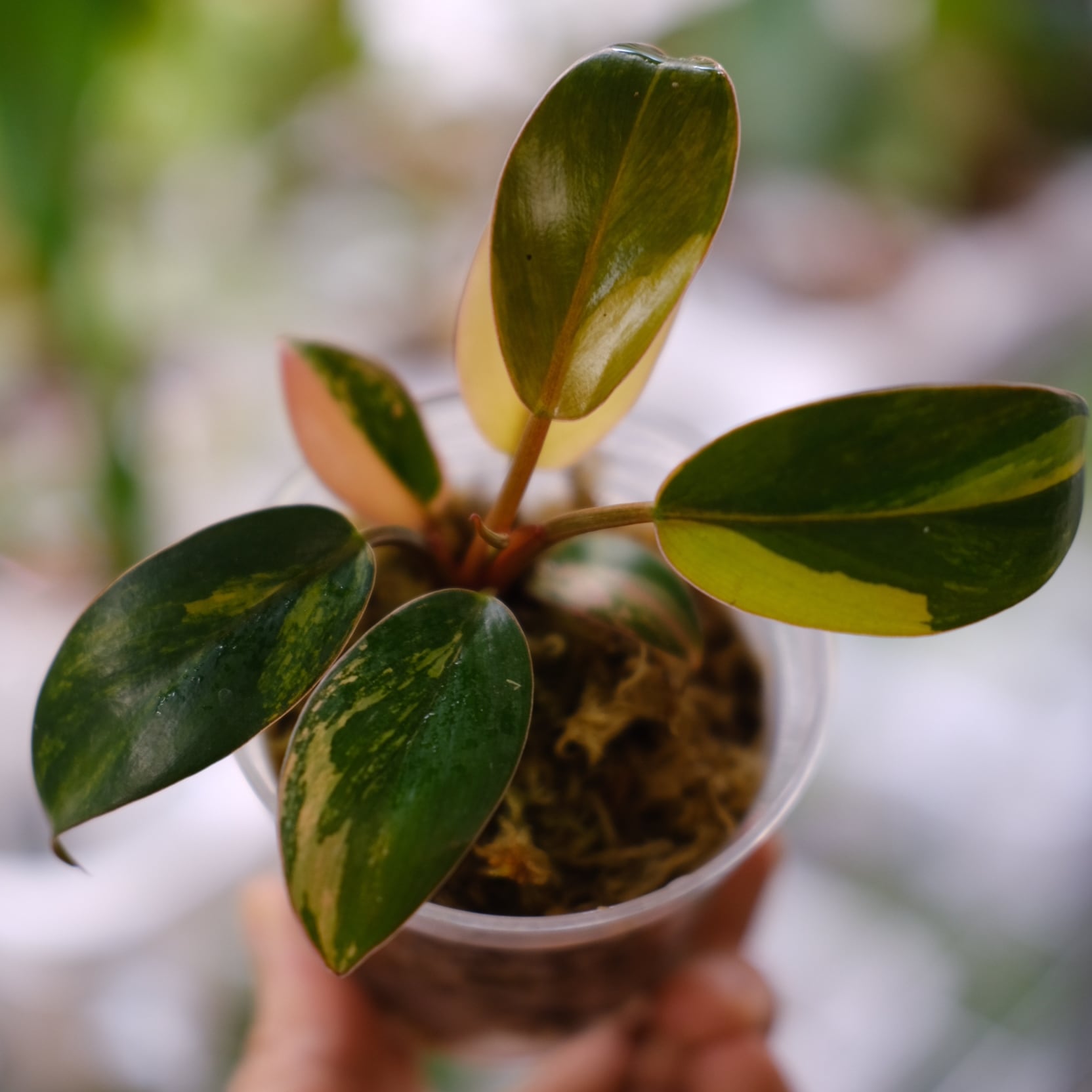 フィロデンドロン・レッドコンゴ / Philodendron Red Congo