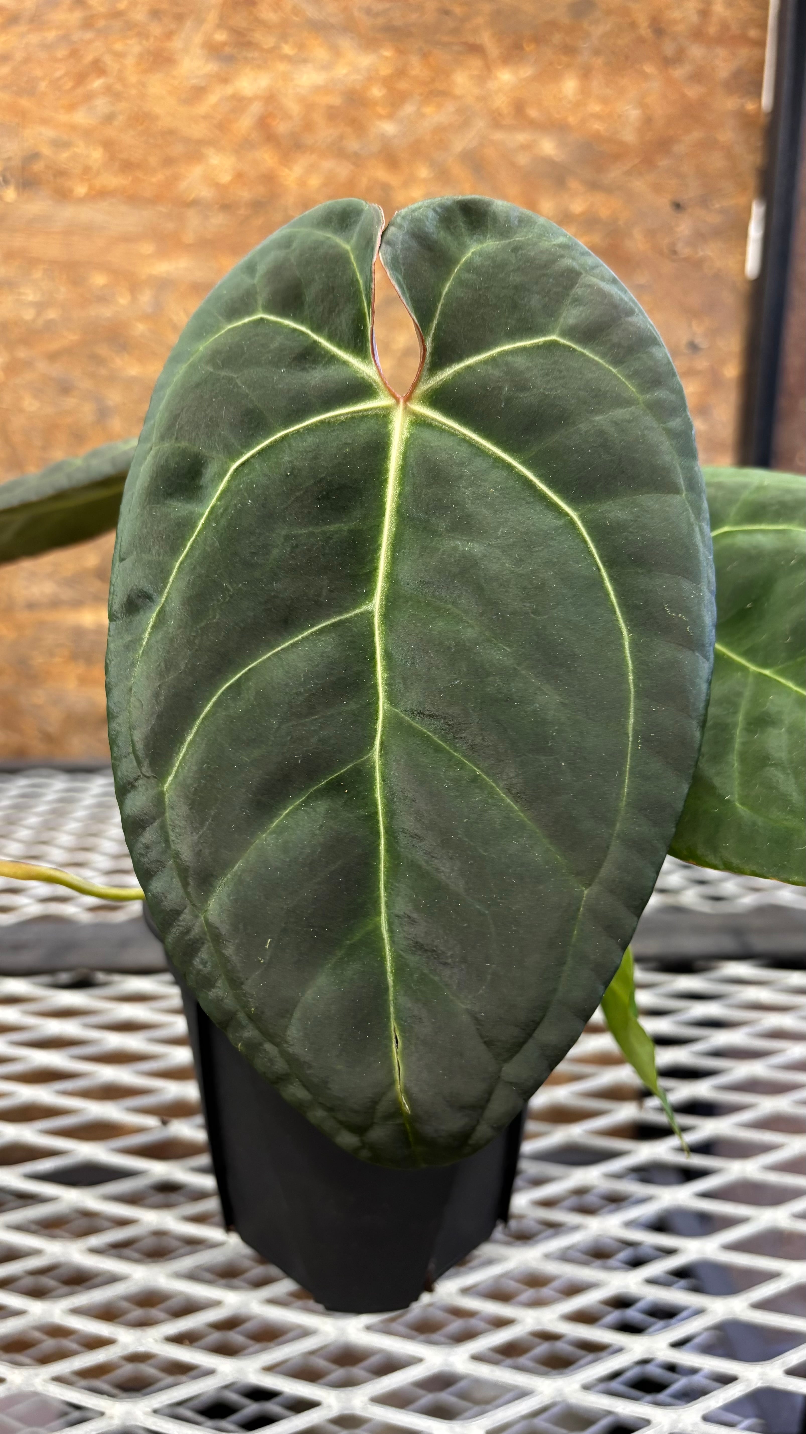 アンスリウム レッドダークフェニックス | ビーガーデン