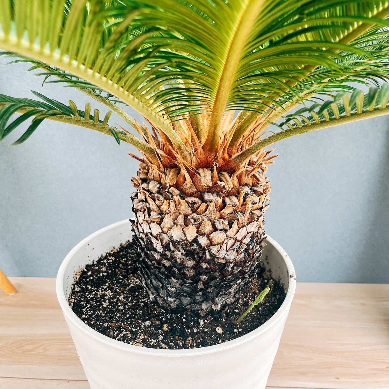 現品］【希少】キンカン ソテツ 斑入り 10号 金環 蘇轍 観葉植物 レア