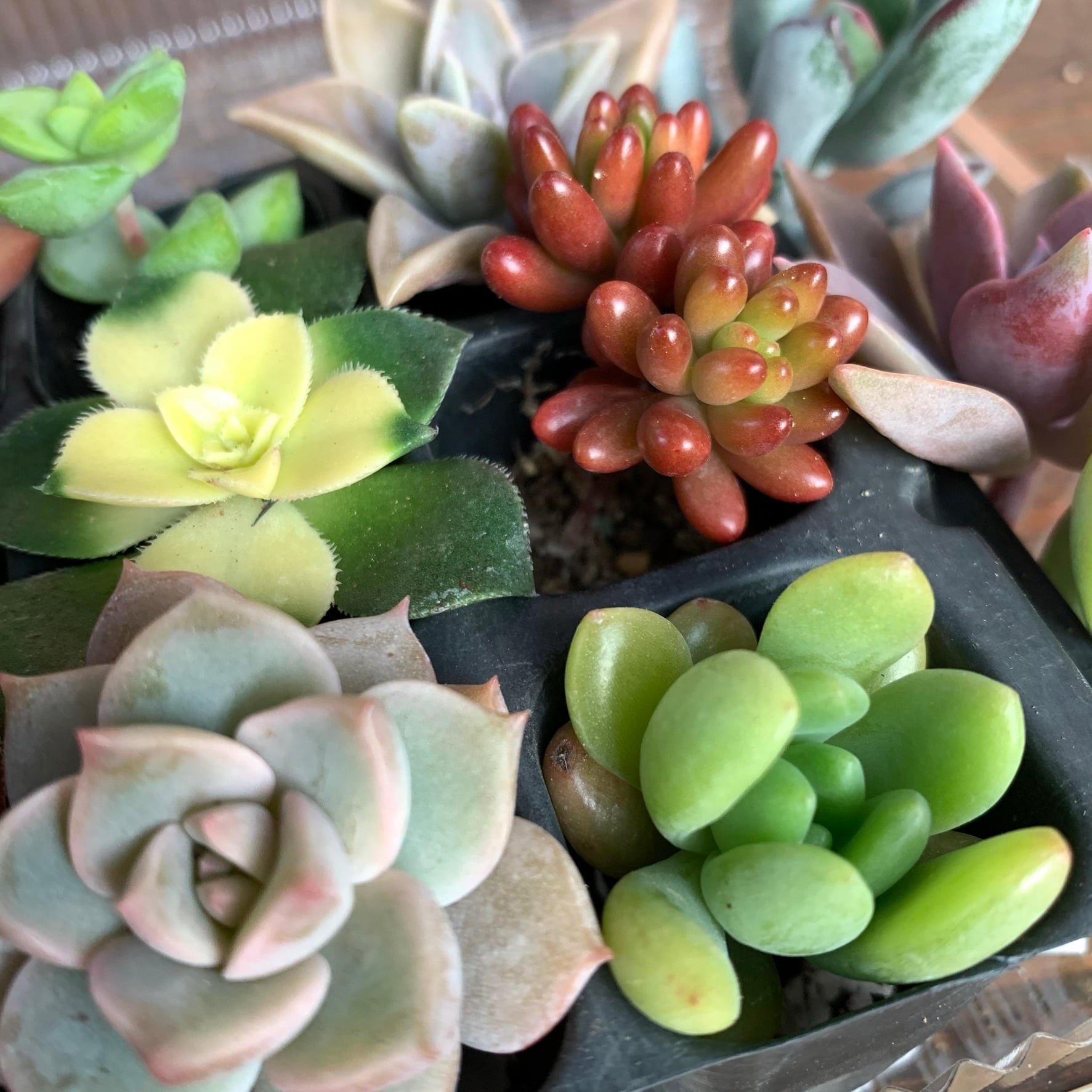 多肉植物抜き苗ミックス | 京都 おむろ YUUKIESGARDEN(ゆうきいずがあでん)