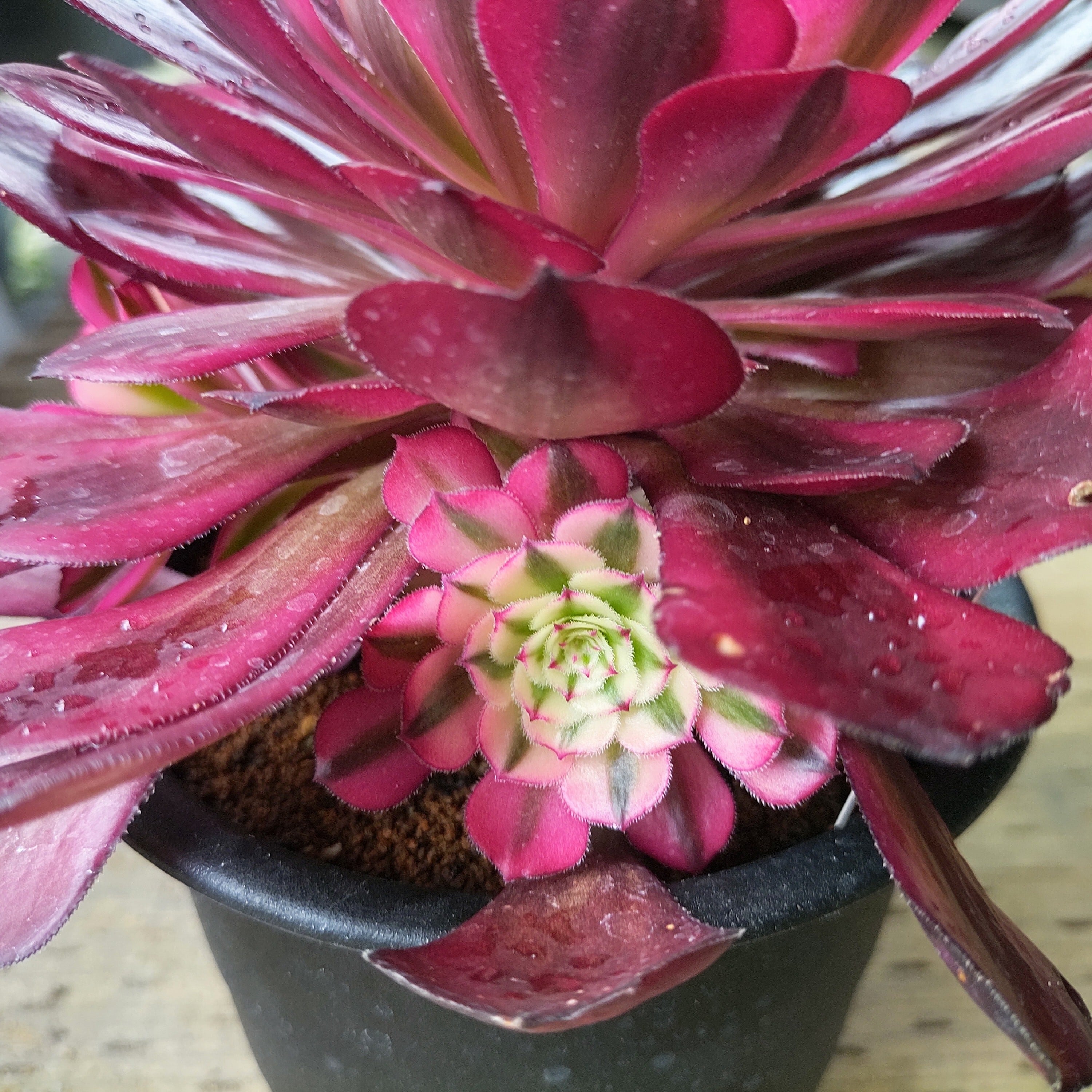 法師錦(アエオニウム) | RuPo 多肉植物専門店