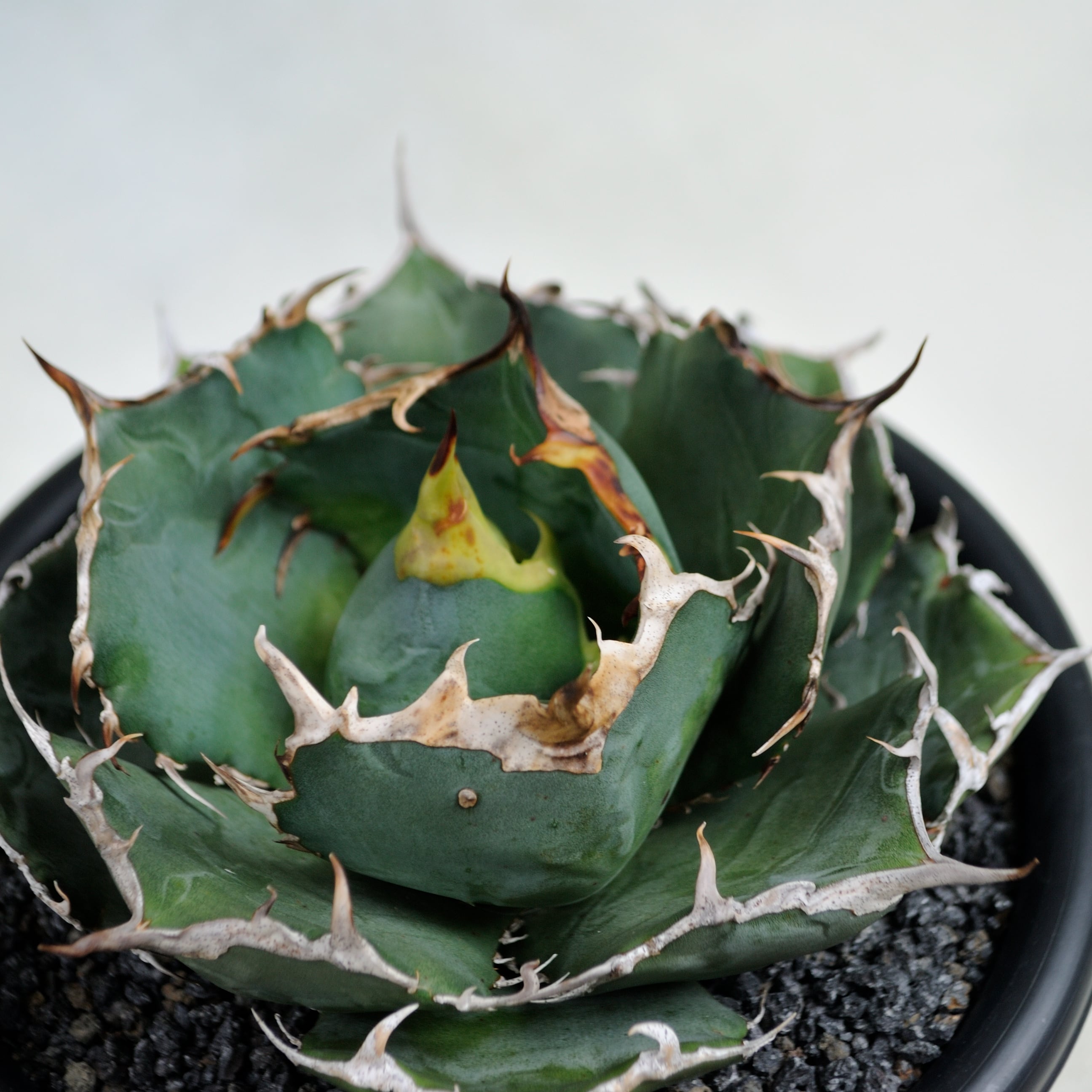 アガベ チタノタ 白鯨 中株 | Agave Rocon