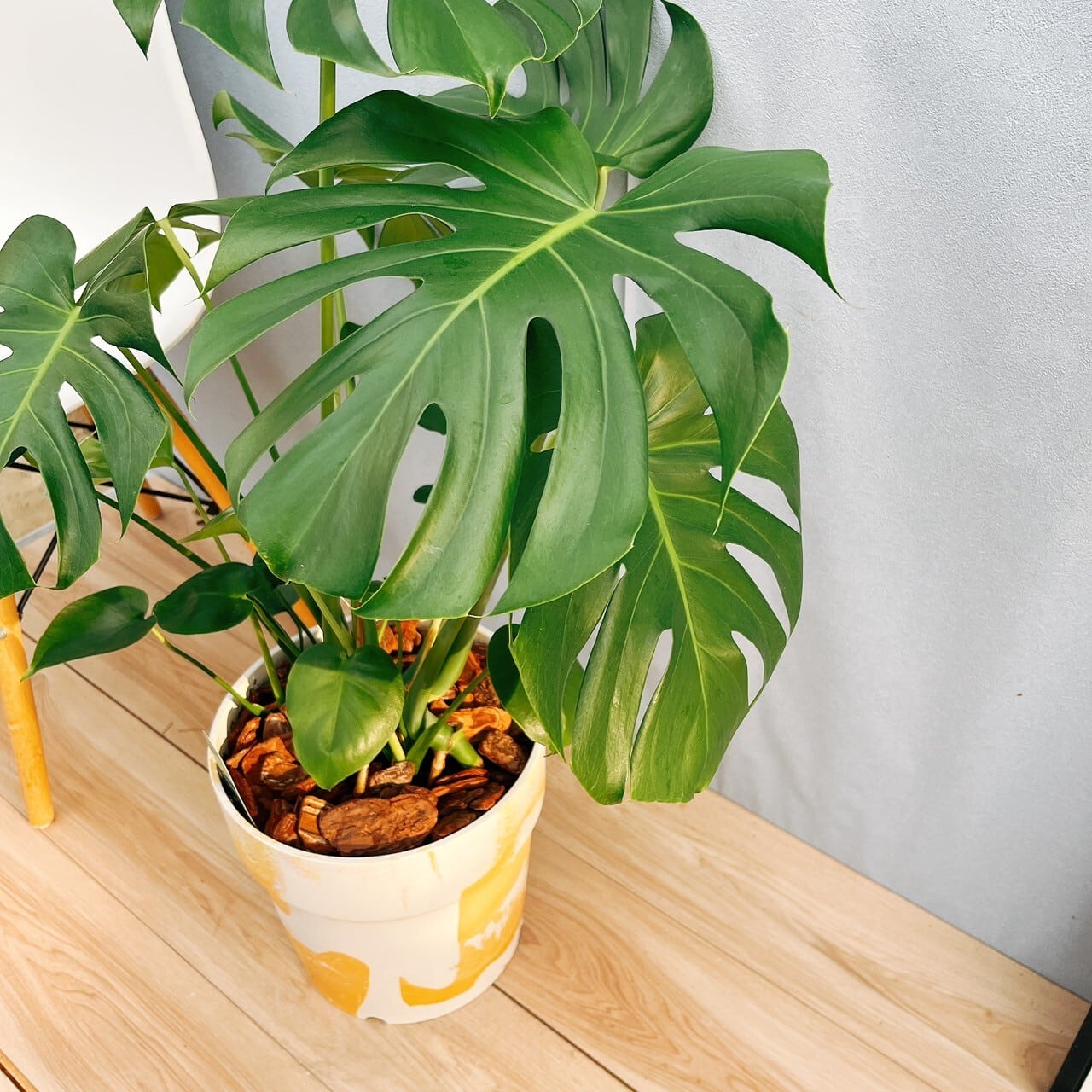 現品］90番 モンステラ デリシオーサ 8号 観葉植物 室内 大型 育て