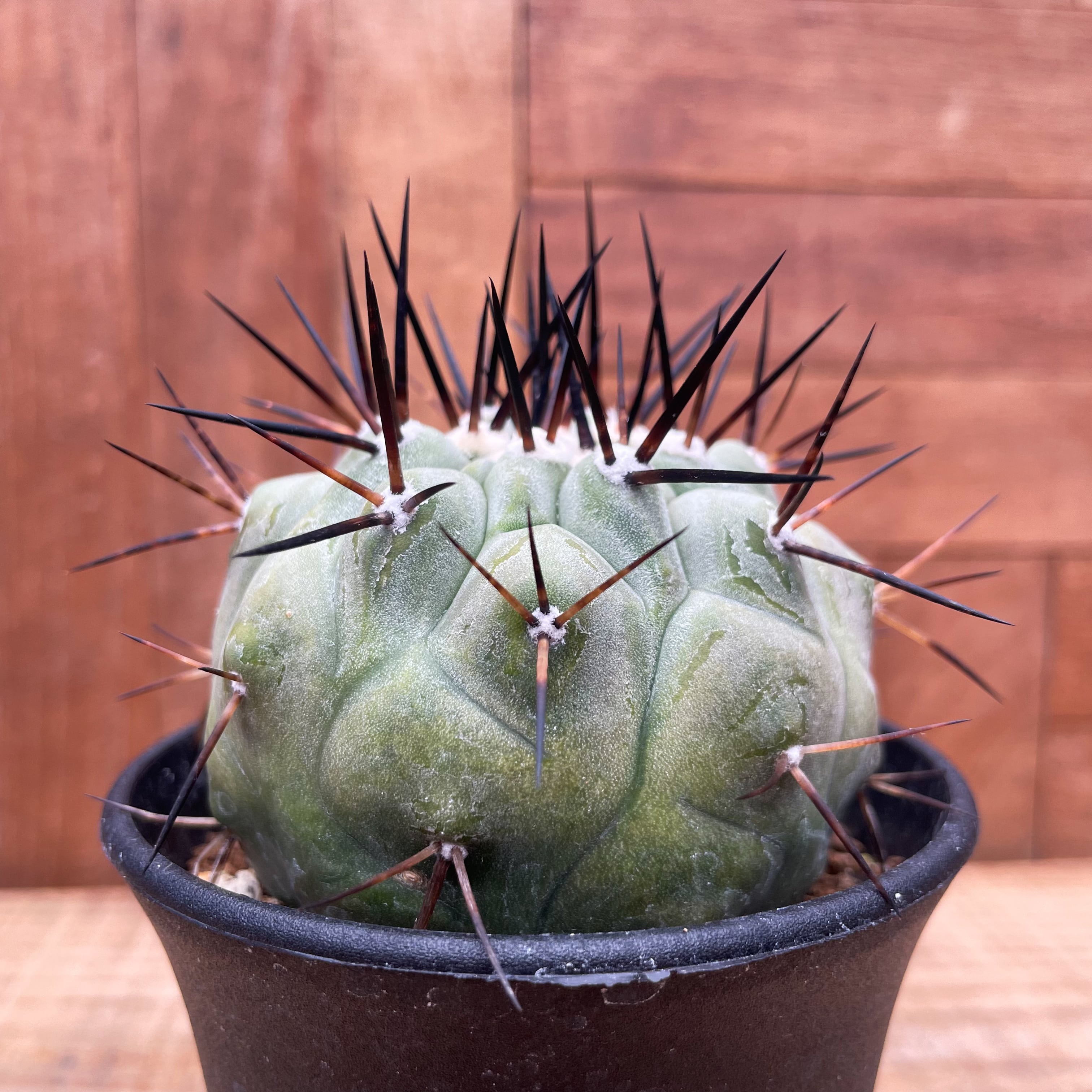 Copiapoa cinerea【黒王丸・実生】 | RIMO'S GREEN 【Saboten