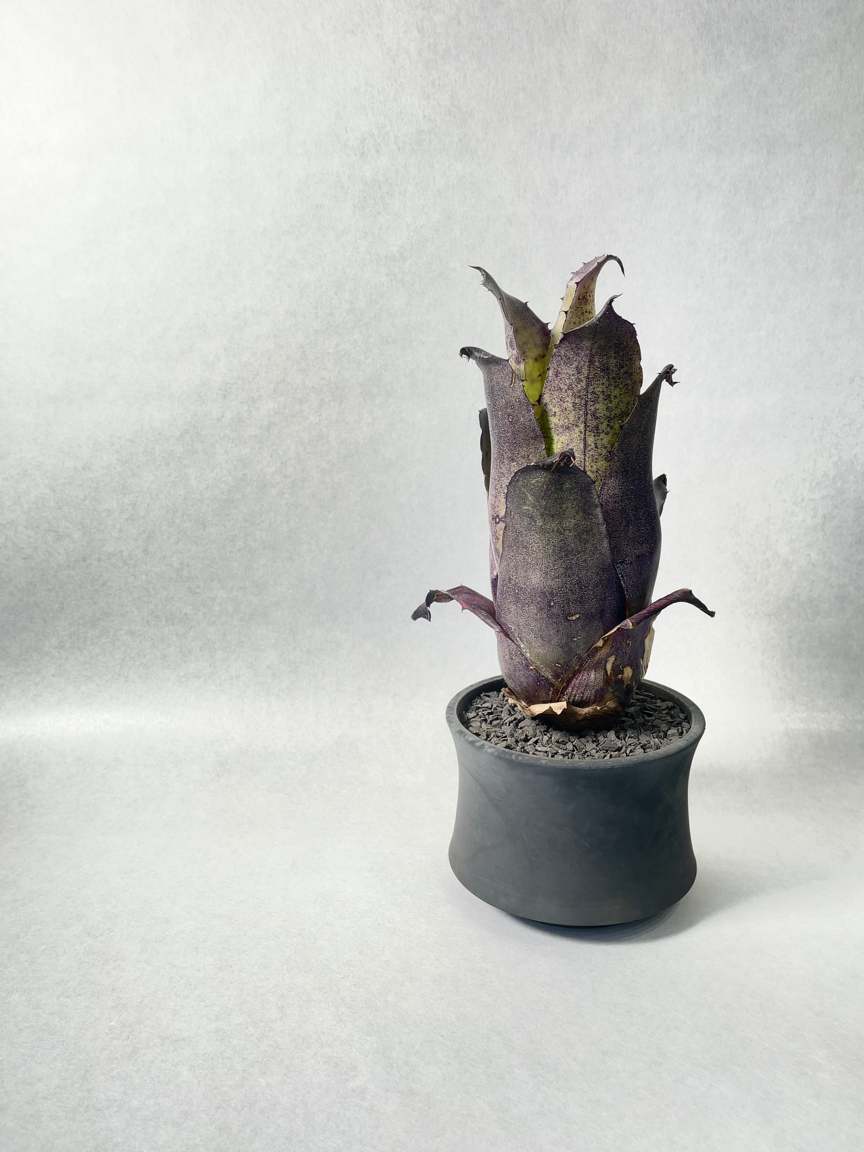 レオポルドホルスティ・ブラックフォーム | trigger