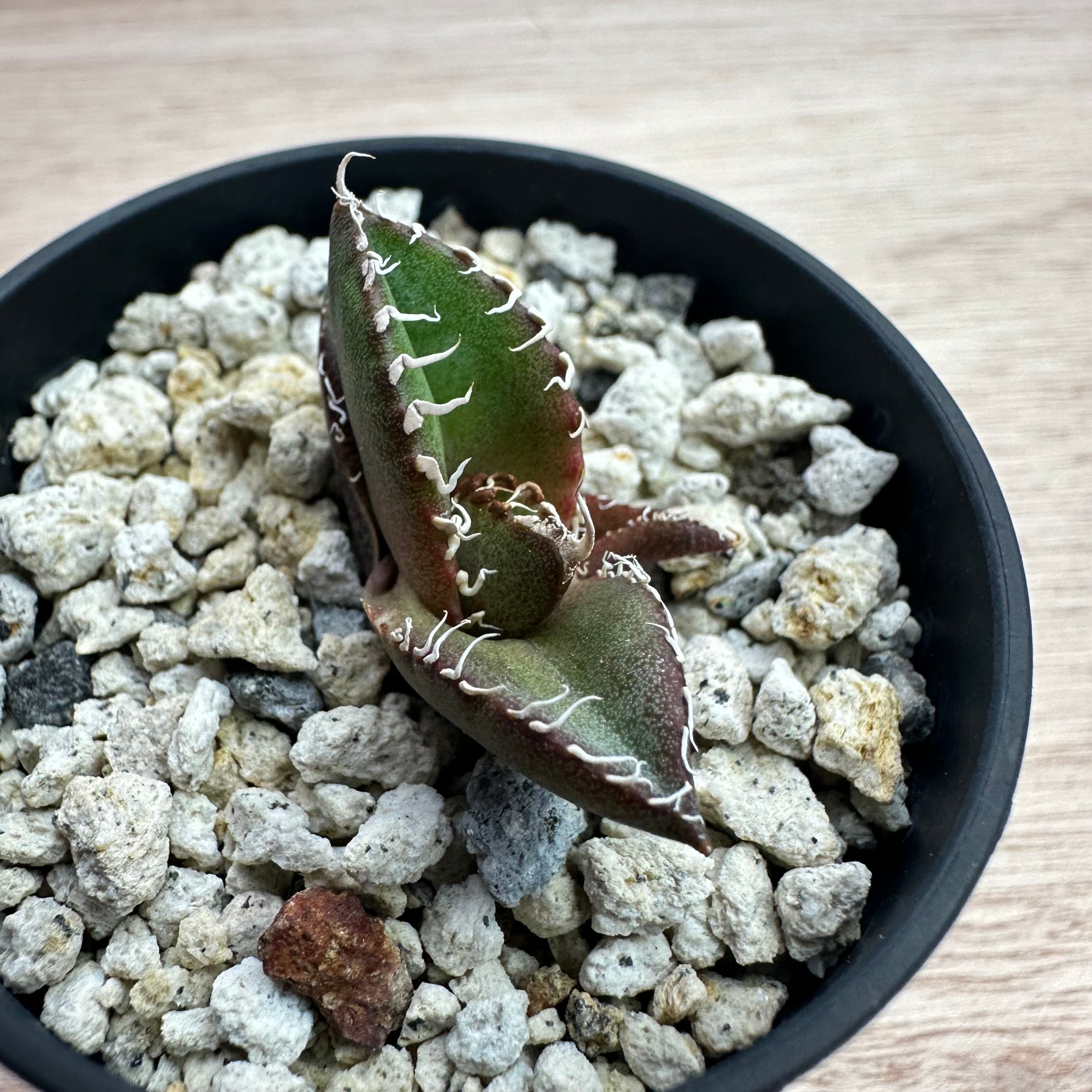 Agave titanota(アガベ チタノタ ) #CS-007 悪魔系 子株 | THE CORE