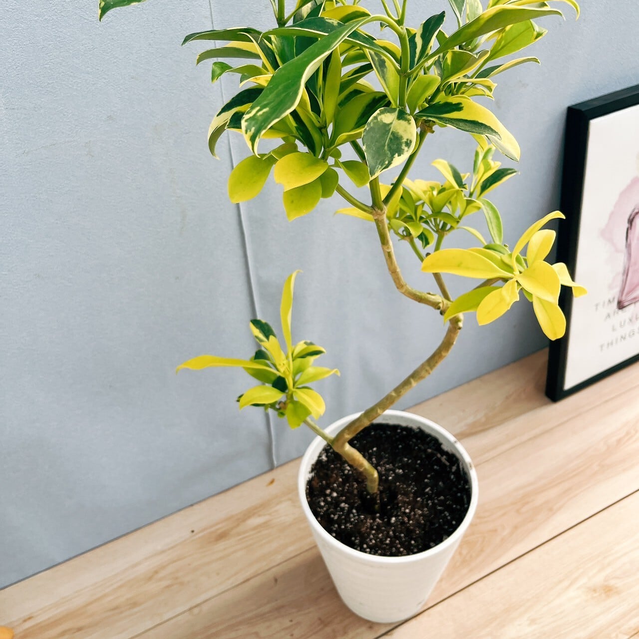 現品］【希少】☆個性的☆ 92番 ファグラエア ベルテロアナ