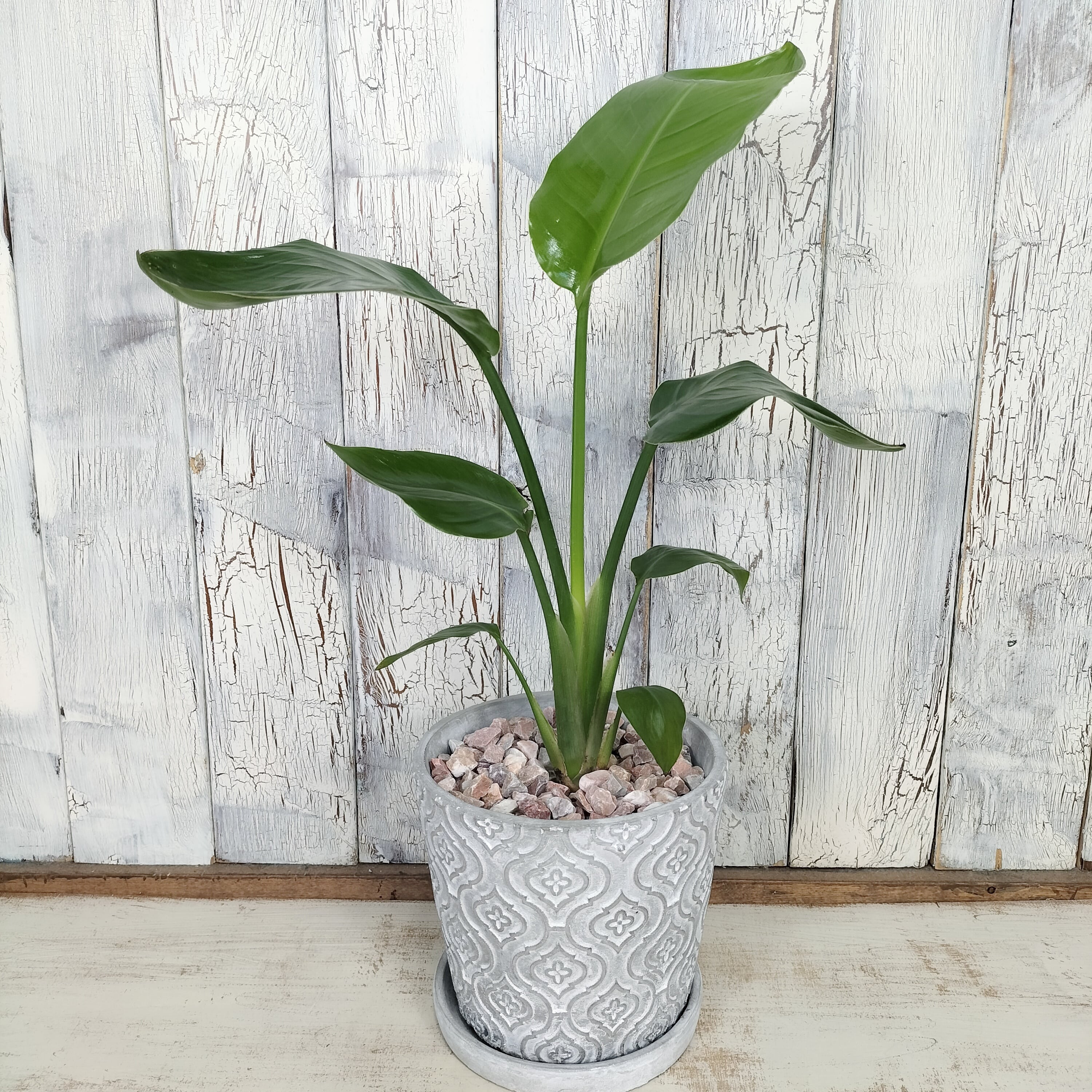 ストレリチア オーガスタ 観葉植物 | 陽華園