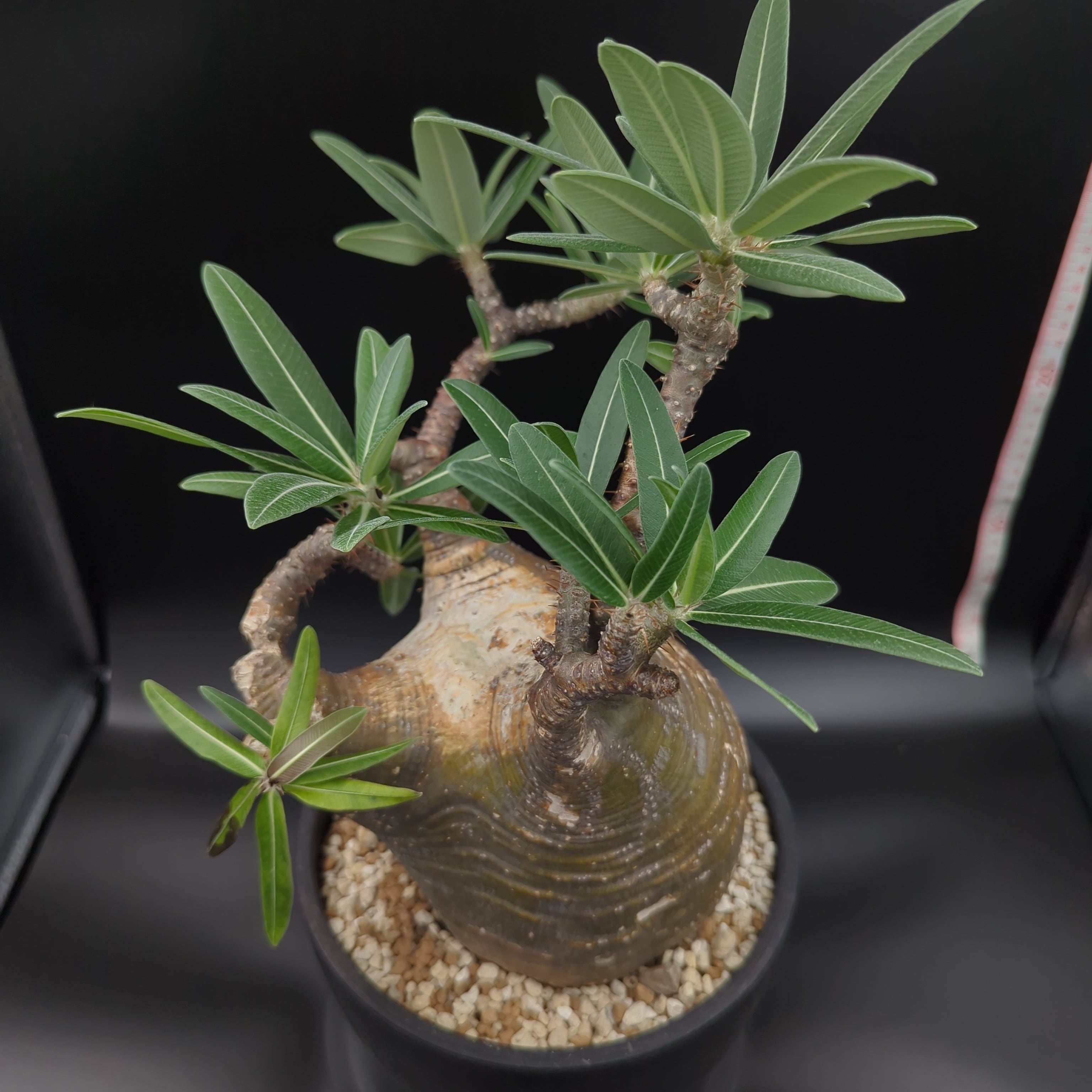 発根済】【現地球】特大パキポディウム グラキリス | BRIDGE GARDEN