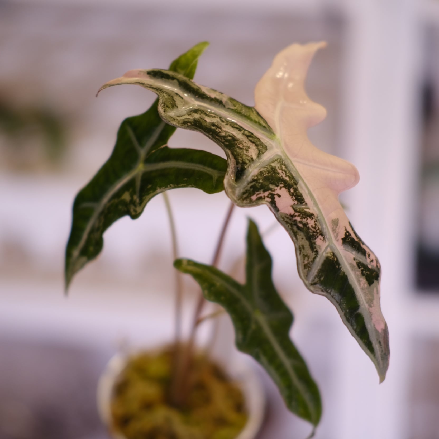 Alocasia Nobillis Pink 