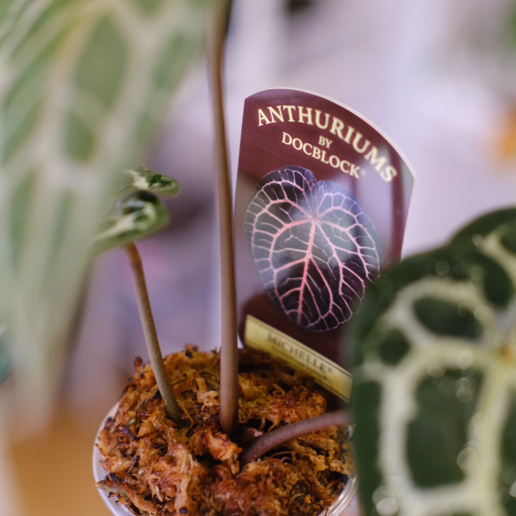 正規】Anthurium 'Michelle' by DOC BLOCK⑬ / アンスリウム・ミシェル