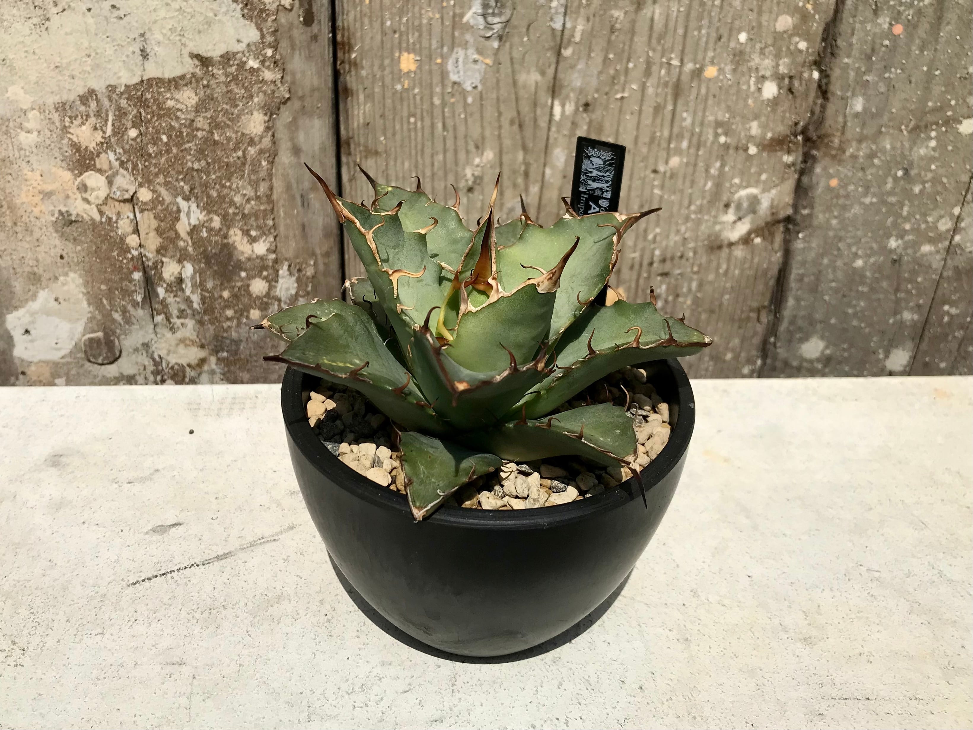 ① Agave oteroi from Oaxaca / アガベ オテロイ オアハカ 現地株