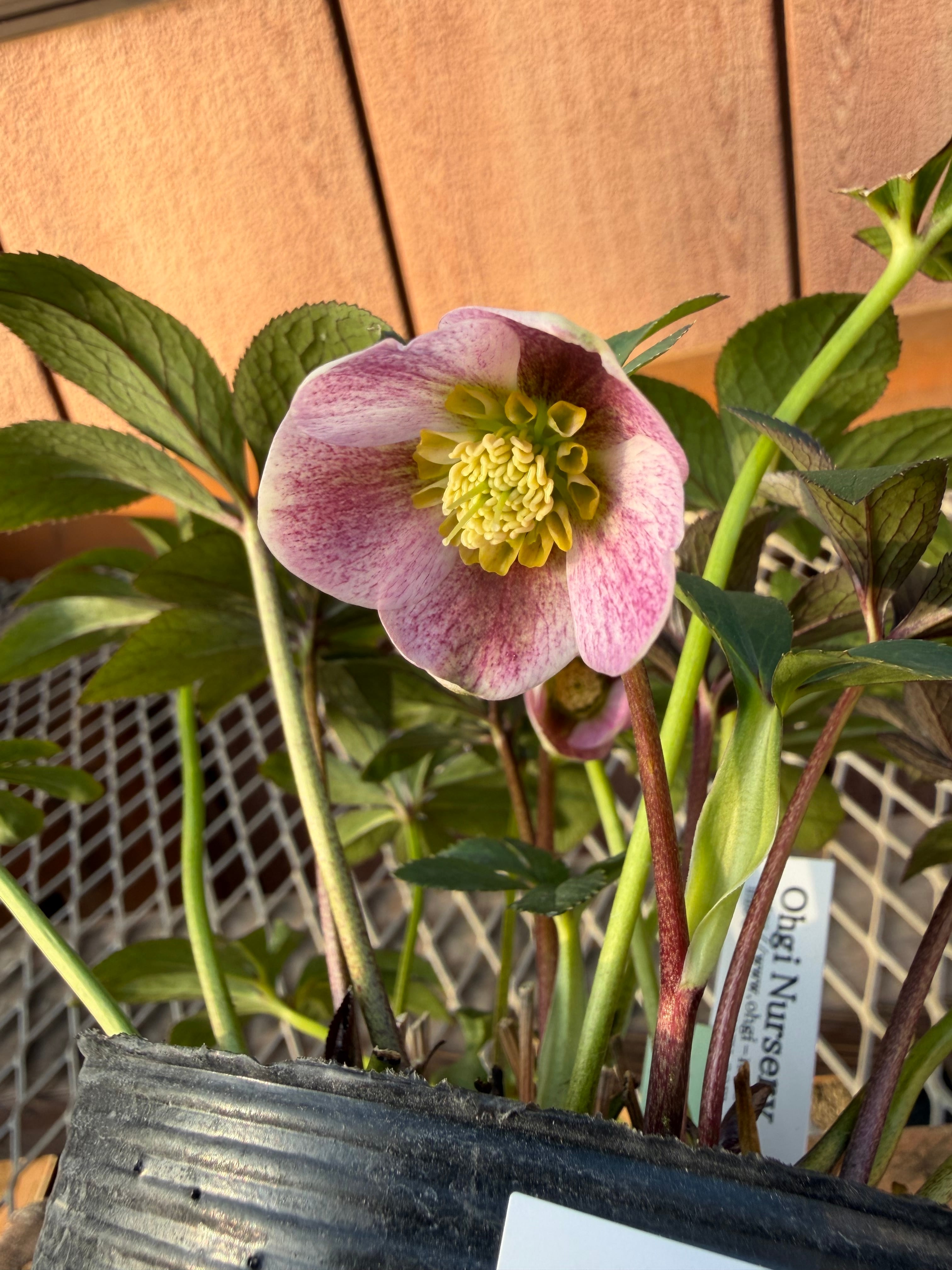 ポーセリンhyb. 大木ナーサリー ※蕾無し特価 クリスマスローズ【Og12