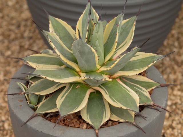 アガベ・アプラナータの特徴や育て方、増やし方などの紹介