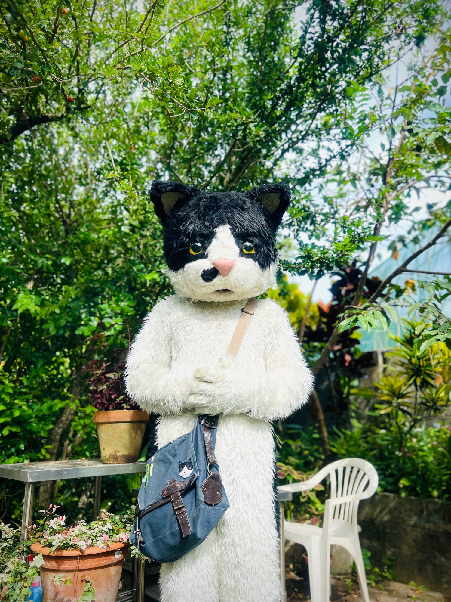 むぎ（猫）公式サイト