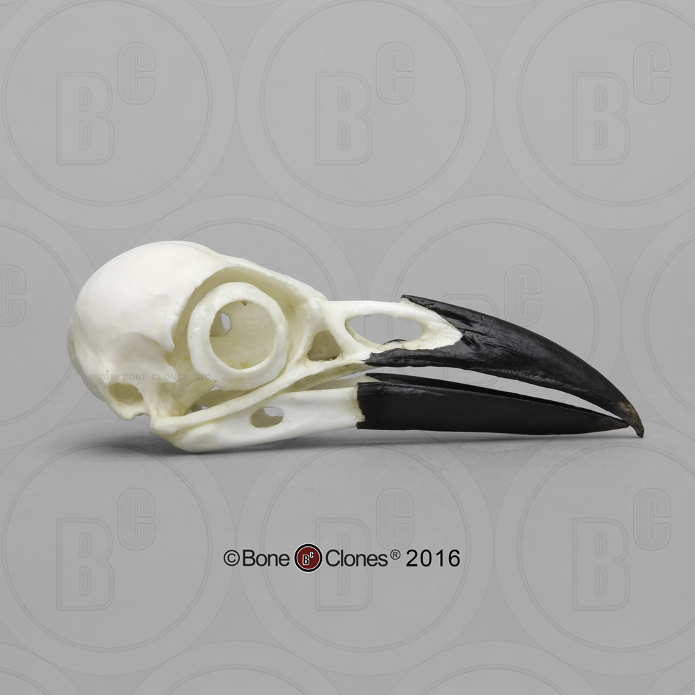 Crow Skull - Bone Clones - Osteological Reproductions