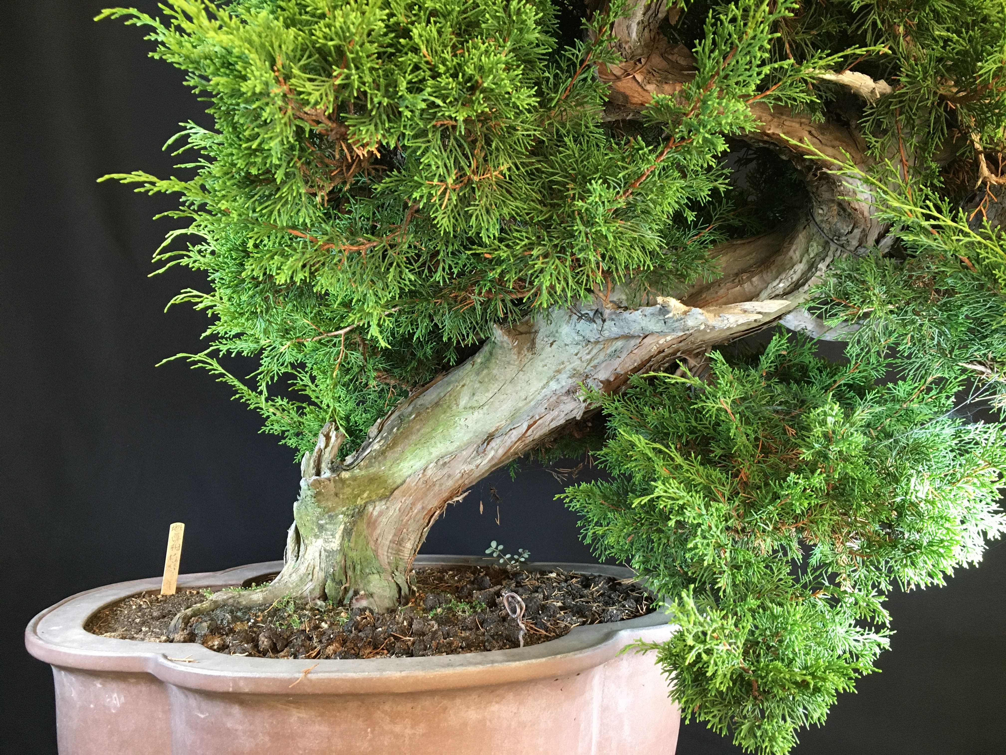 高級盆栽販売の盆栽.com / 糸魚川真柏 樹齢50年 値段交渉可