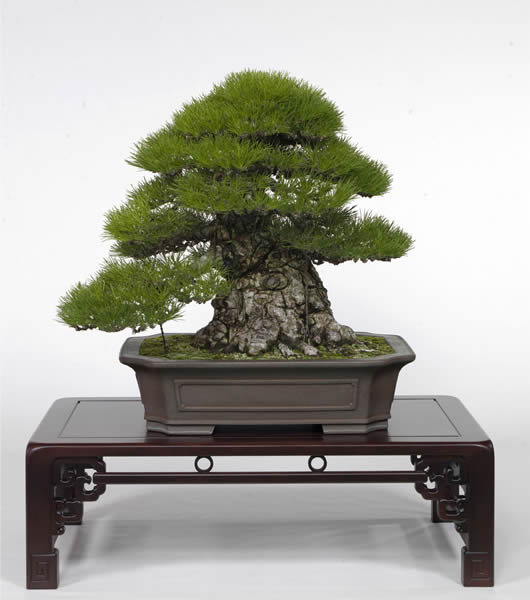 国分寺の名品 立ち上がり力強い黒松 | 盆栽 | 四国新聞社