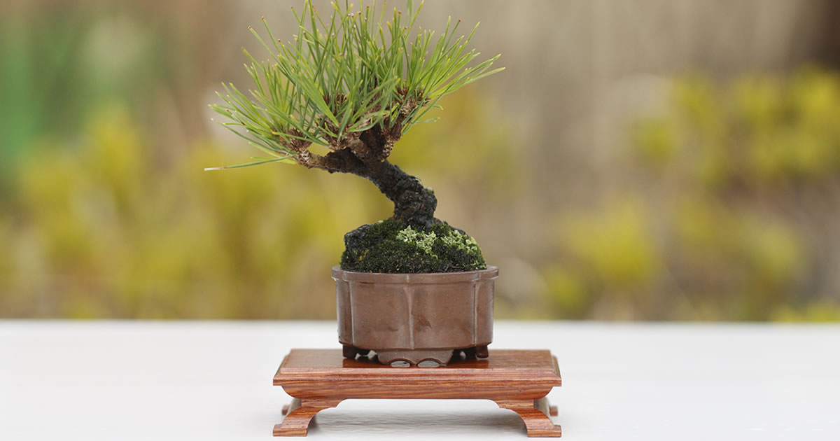 赤松（アカマツ）の魅力｜キミのミニ盆栽びより