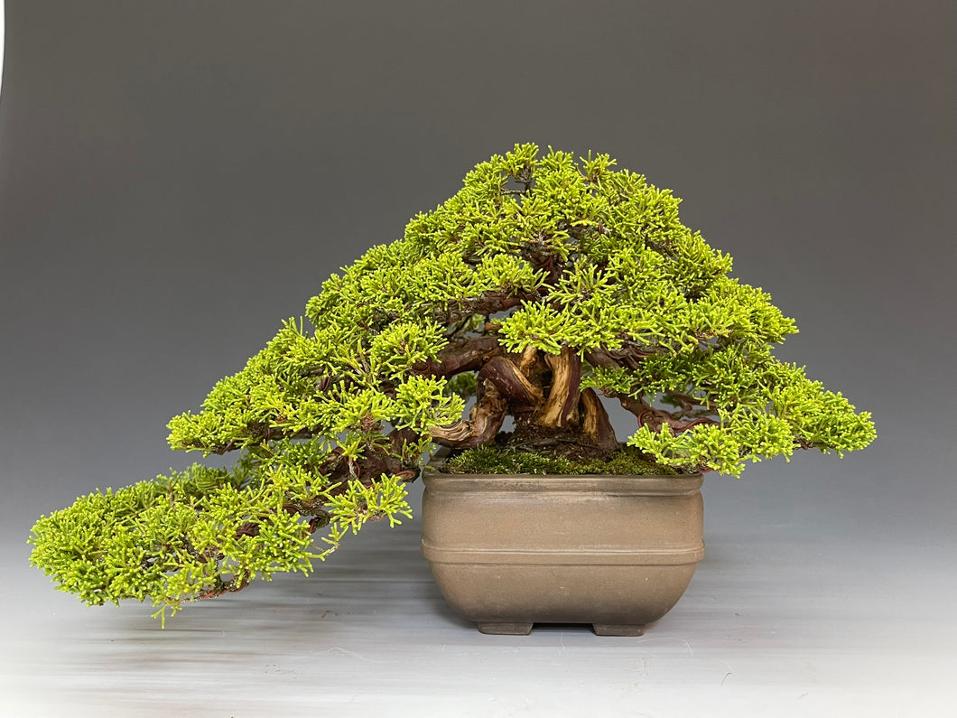 盆栽・真柏 Bonsai Juniper – bonsailife686868