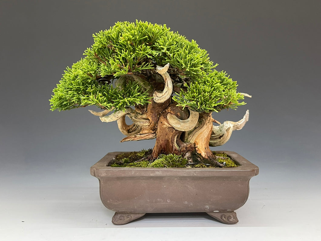 盆栽・真柏 Bonsai Juniper – bonsailife686868