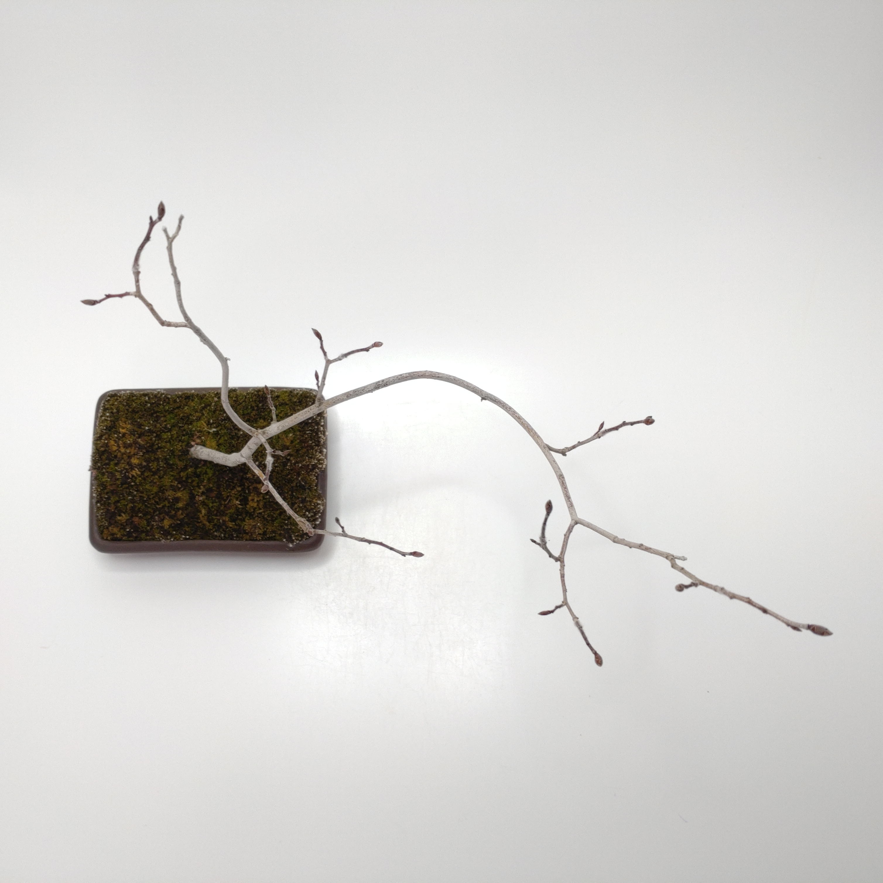 盆栽創 / ヤマコウバシ盆栽 SS017