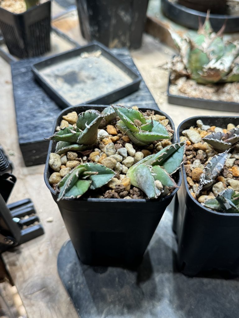 アガベ】チタノタ メキシコ産実生株の選抜育成のすすめ 成長記録と育て