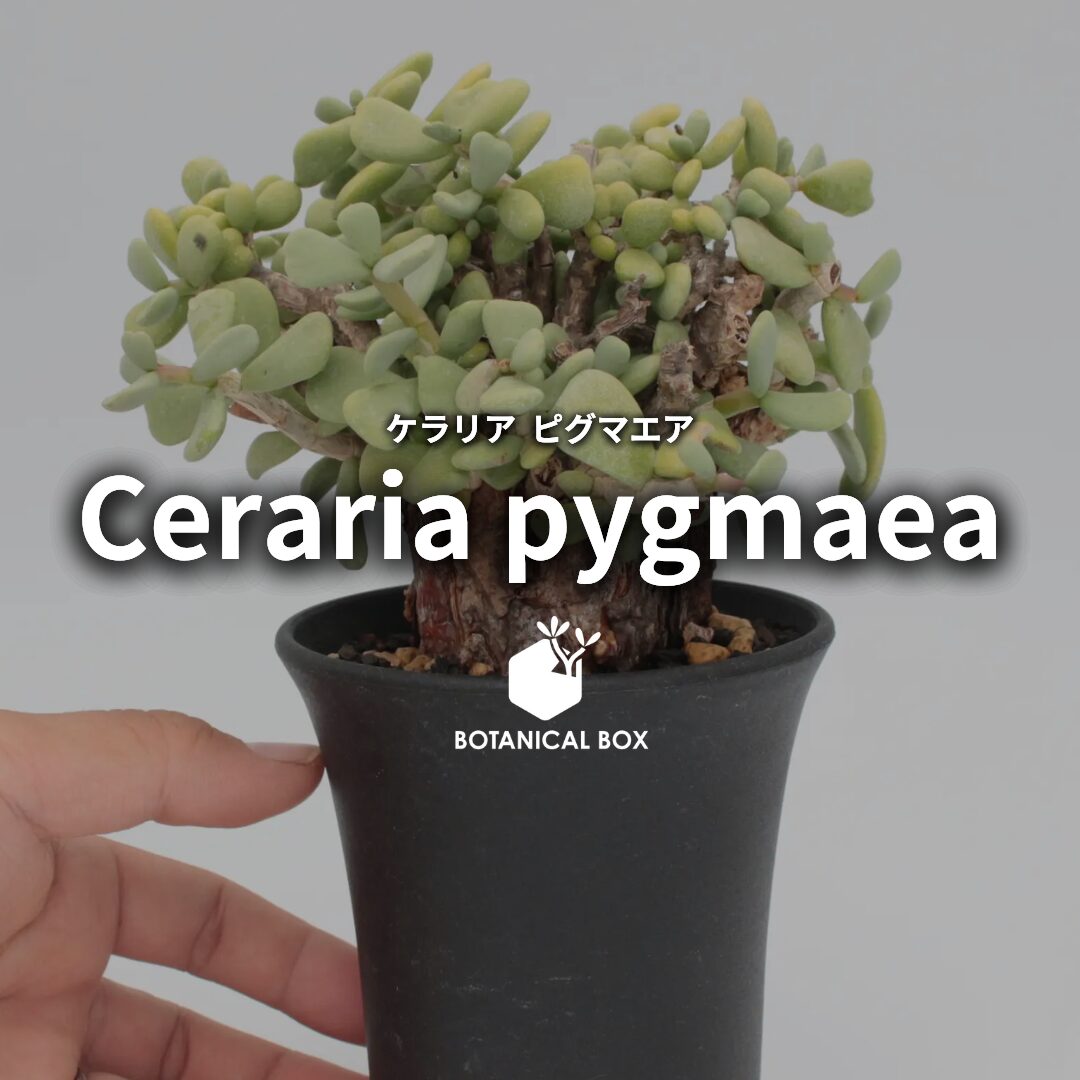ケラリア ピグマエア（ Ceraria pygmaea） | 植物でワクワクを
