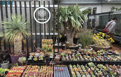 鶴仙園 西武池袋店 | 豊島区（池袋）のサボテン専門店 - ボタニーク