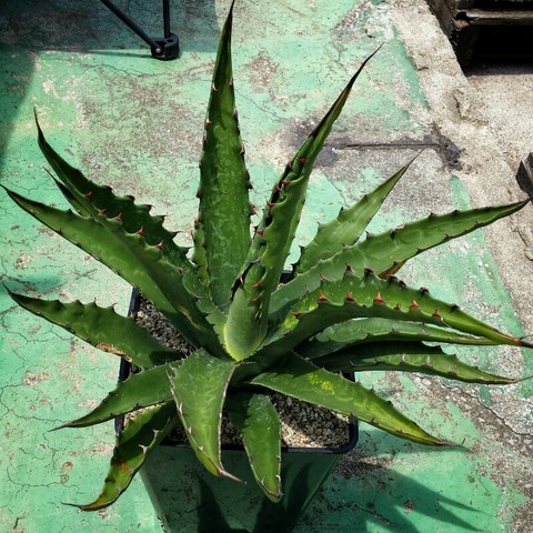 アガベ ジェントリー 'ジョーズ' - Johnny the planter