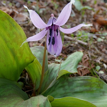 城山かたくりの里の白花カタクリ （3月下旬） 2025 | 花鳥風月