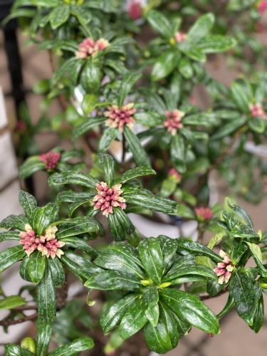 ガーデン青山（タネゲンガーデンセンター）園芸店 - ラックス苗